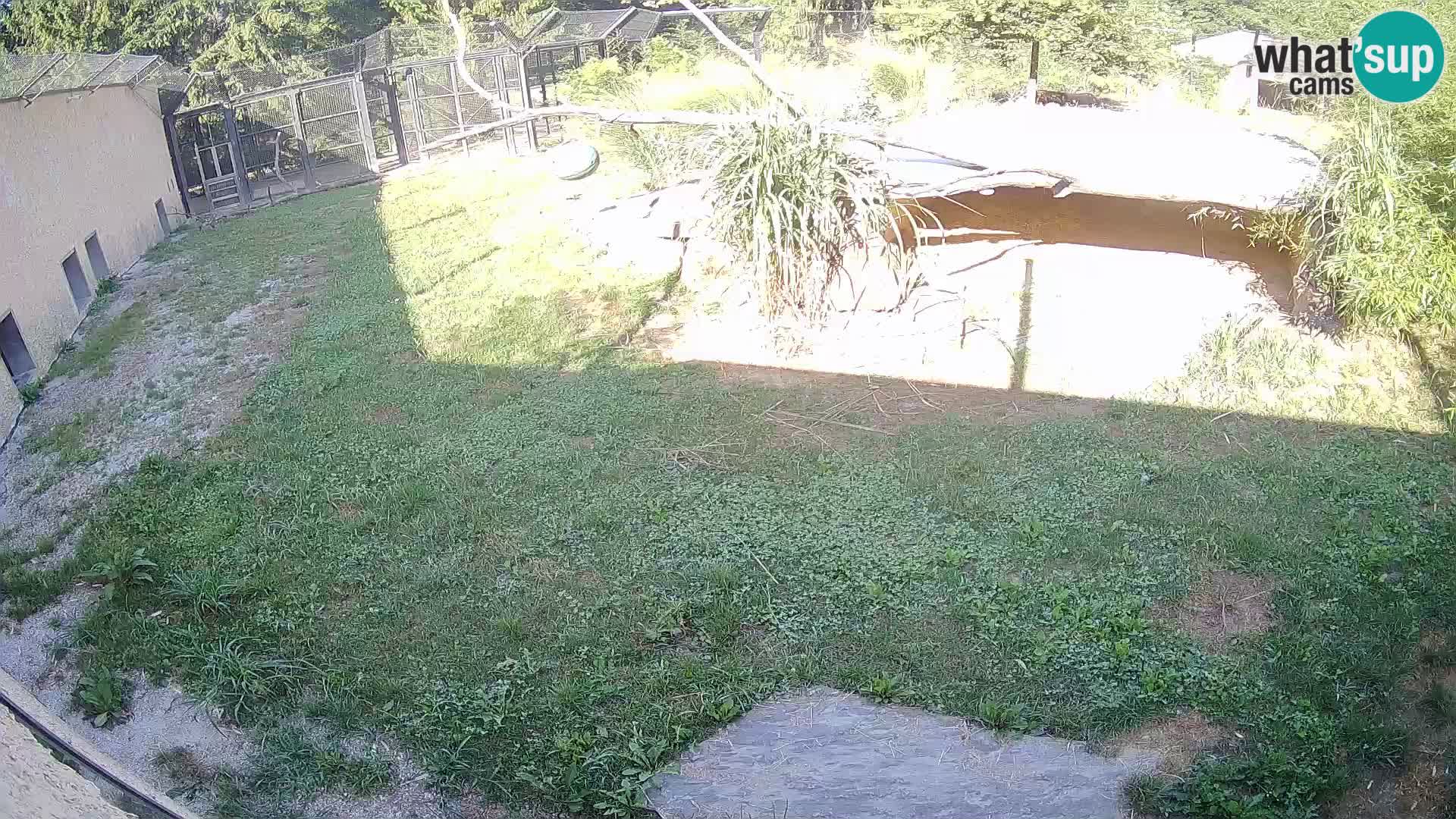 LEVI spletna kamera v živalskem vrtu Ljubljana Zoo