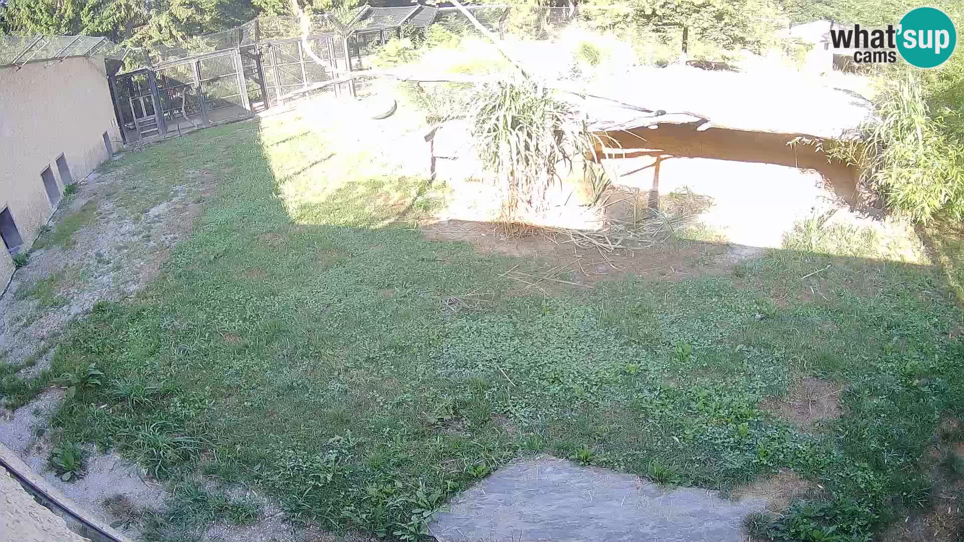 Löwe live Webcam im Zoo von Ljubljana – Slowenien