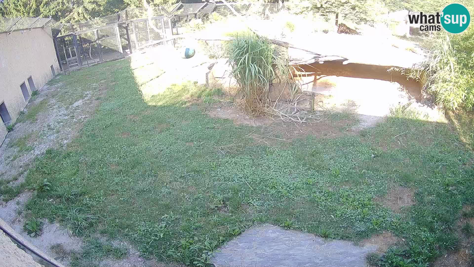 LEON Webcam en vivo en Ljubljana Zoo – Eslovenia