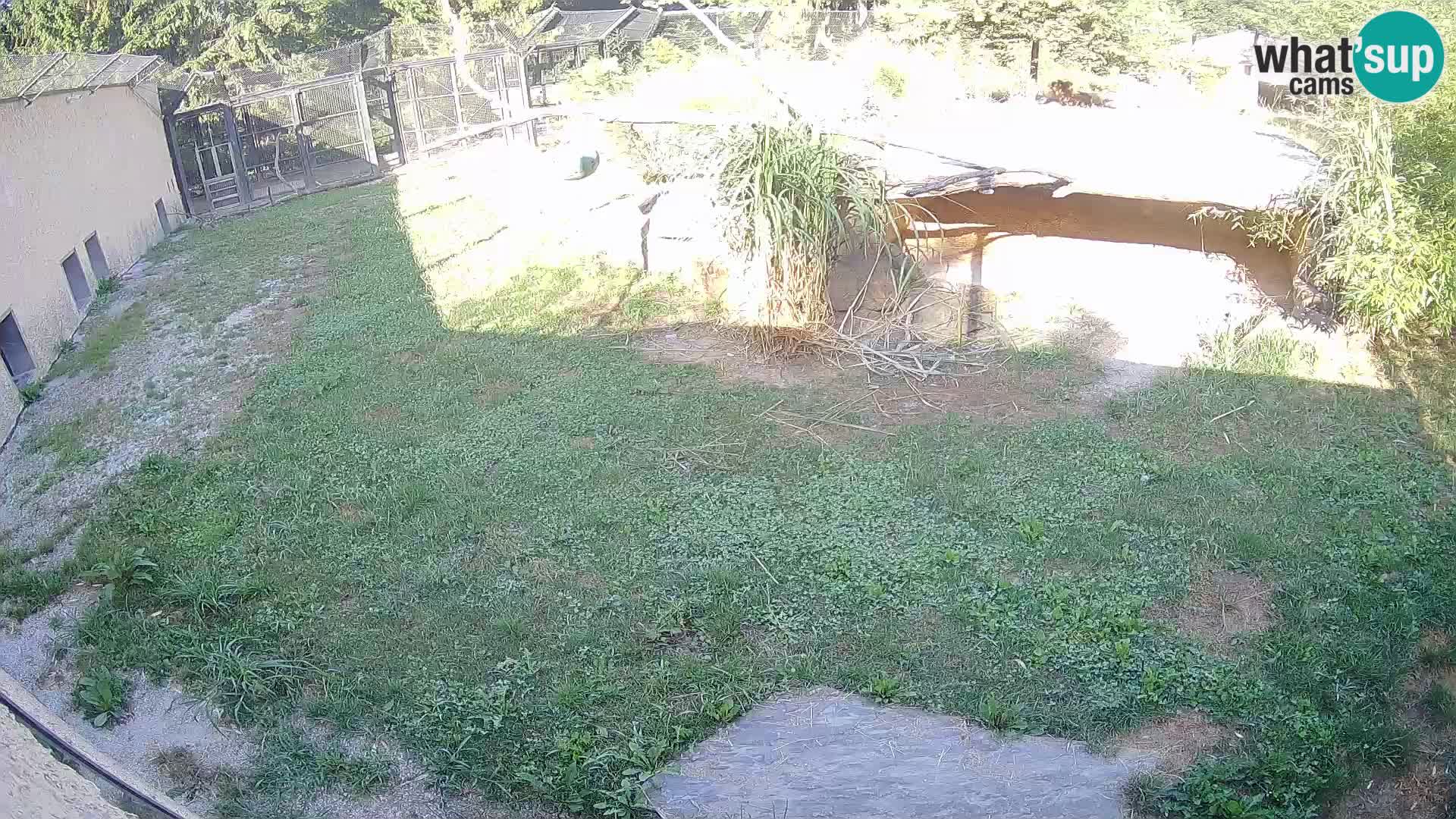 LEON Webcam en vivo en Ljubljana Zoo – Eslovenia