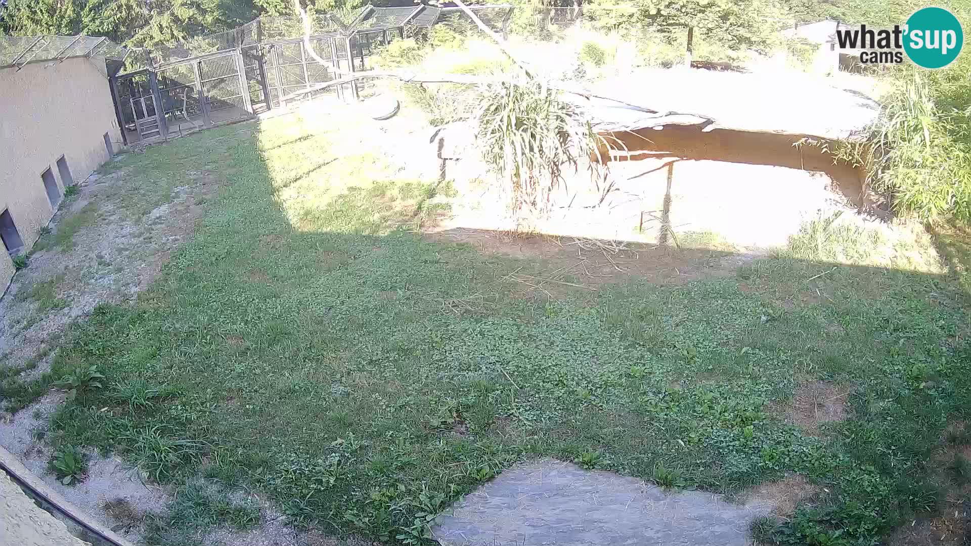 LION webcam en direct du zoo de Ljubljana – Slovénie