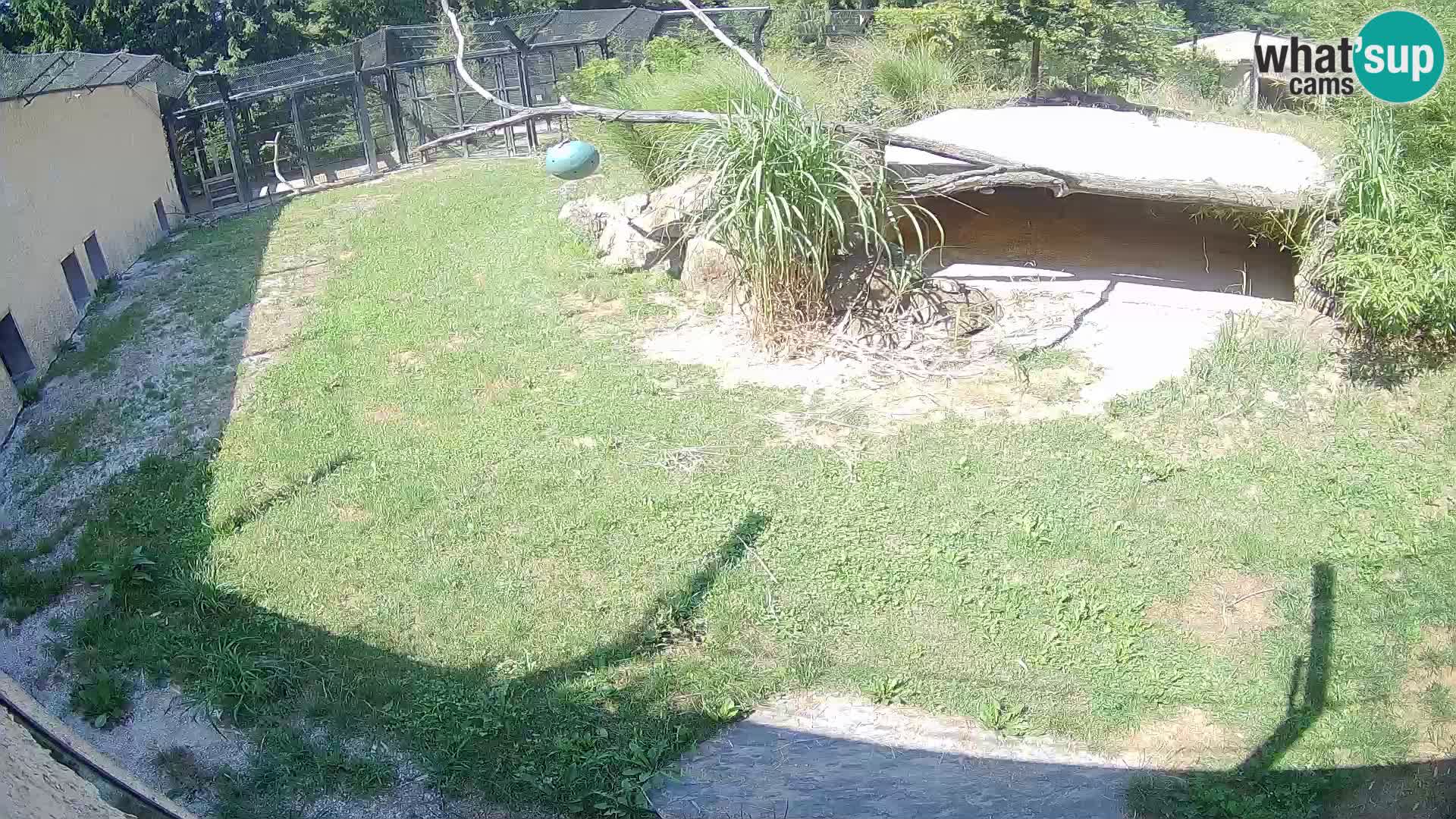 Lavovi web kamera uživo u ljubljanskom zoološkom vrtu – Slovenija