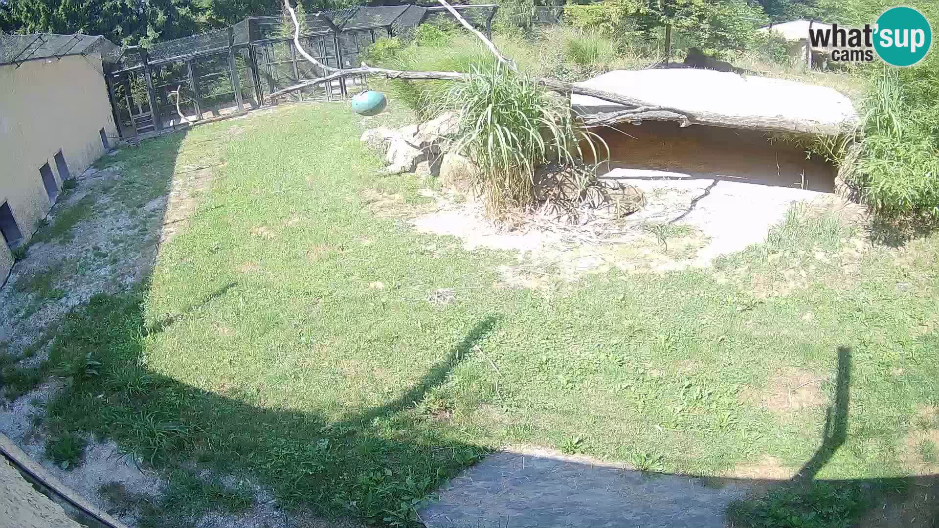 Löwe live Webcam im Zoo von Ljubljana – Slowenien