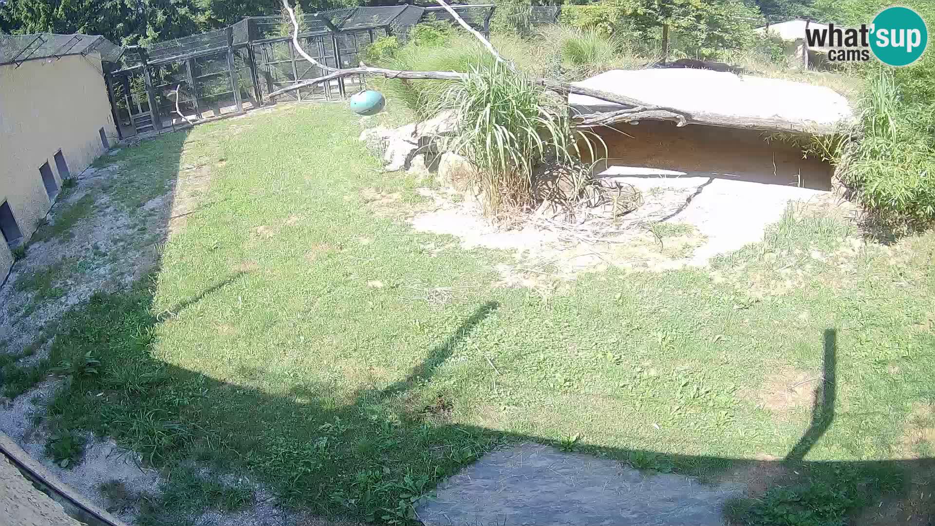 LEVI spletna kamera v živalskem vrtu Ljubljana Zoo