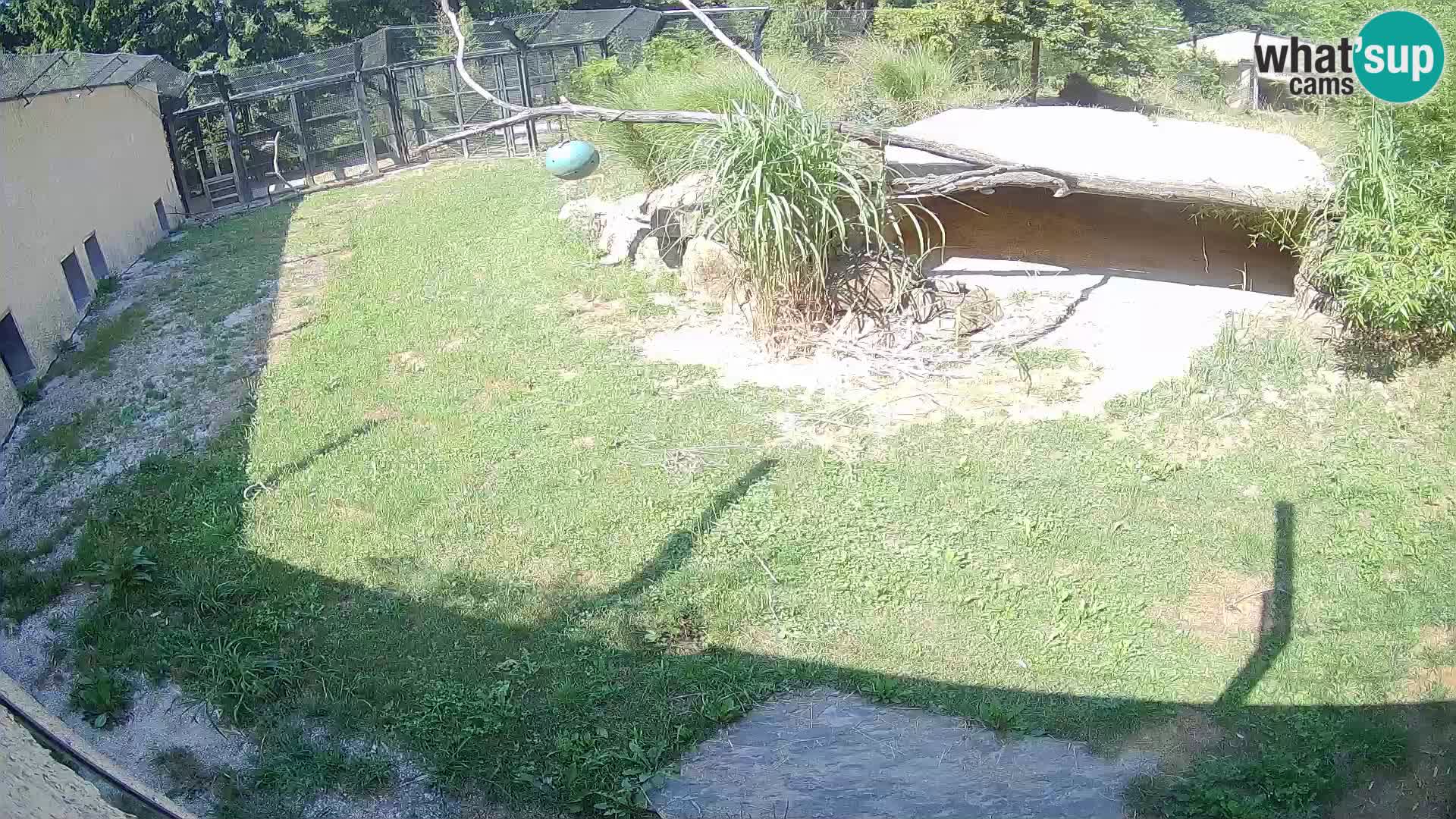 Löwe live Webcam im Zoo von Ljubljana – Slowenien