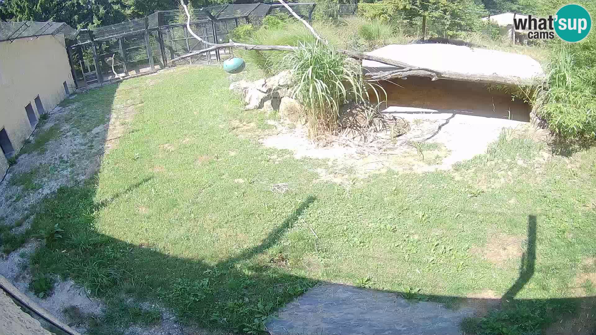 LION webcam en direct du zoo de Ljubljana – Slovénie