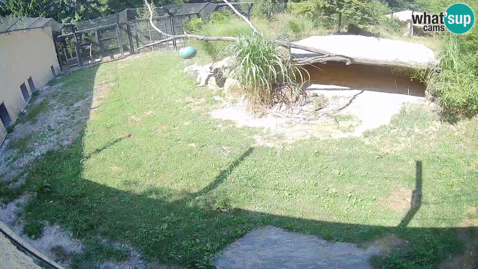 LION webcam en direct du zoo de Ljubljana – Slovénie