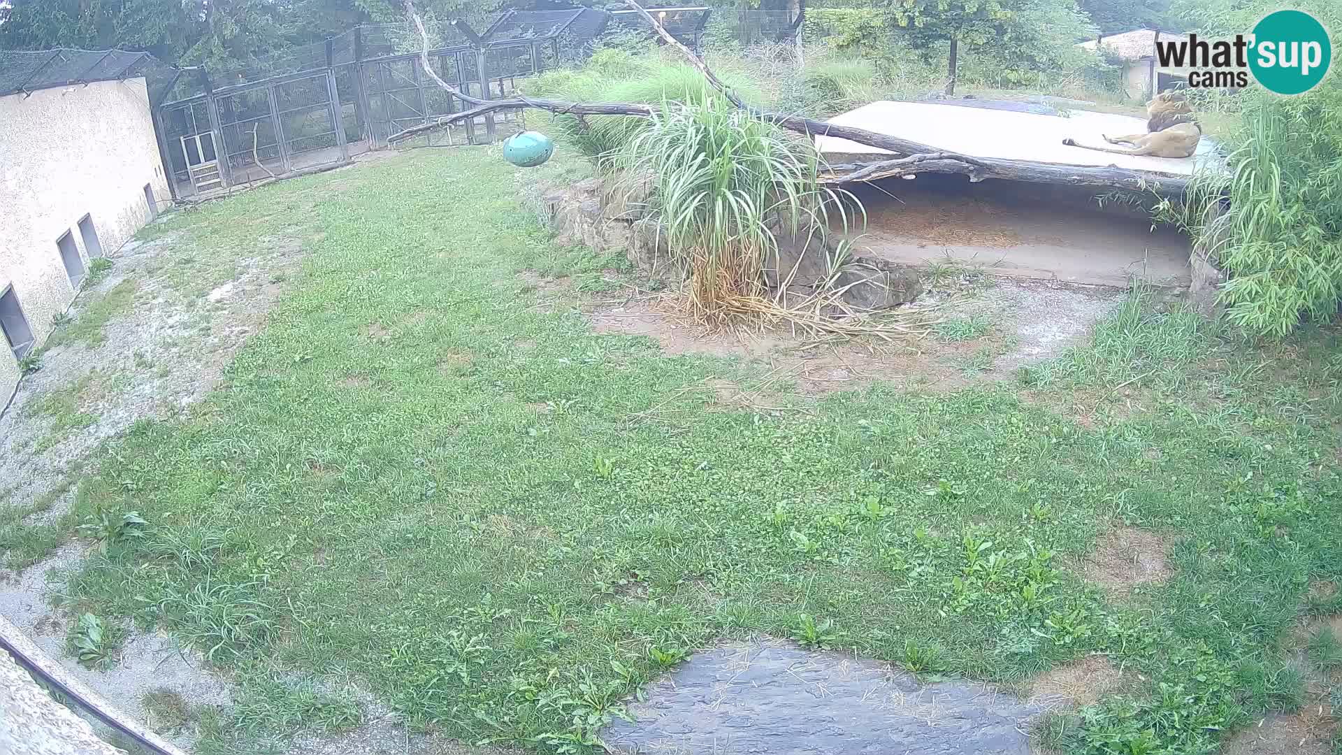 LEON Webcam en vivo en Ljubljana Zoo – Eslovenia