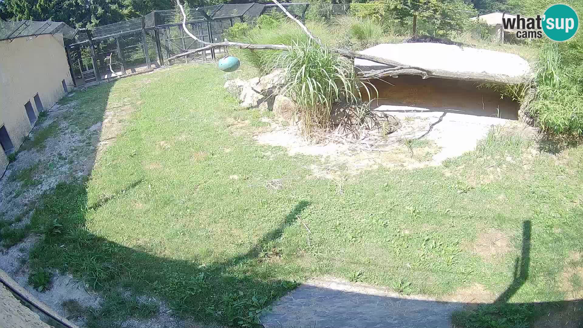 Löwe live Webcam im Zoo von Ljubljana – Slowenien
