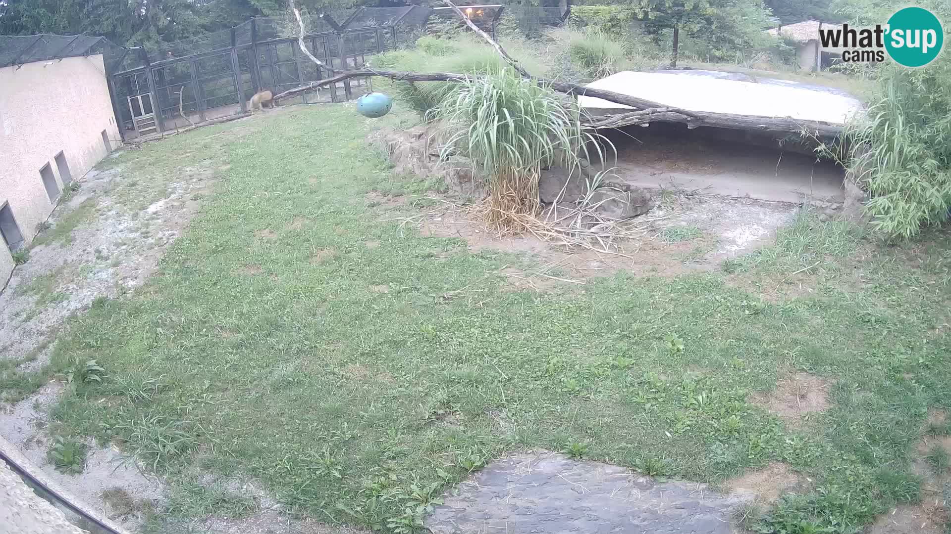 LEON Webcam en vivo en Ljubljana Zoo – Eslovenia
