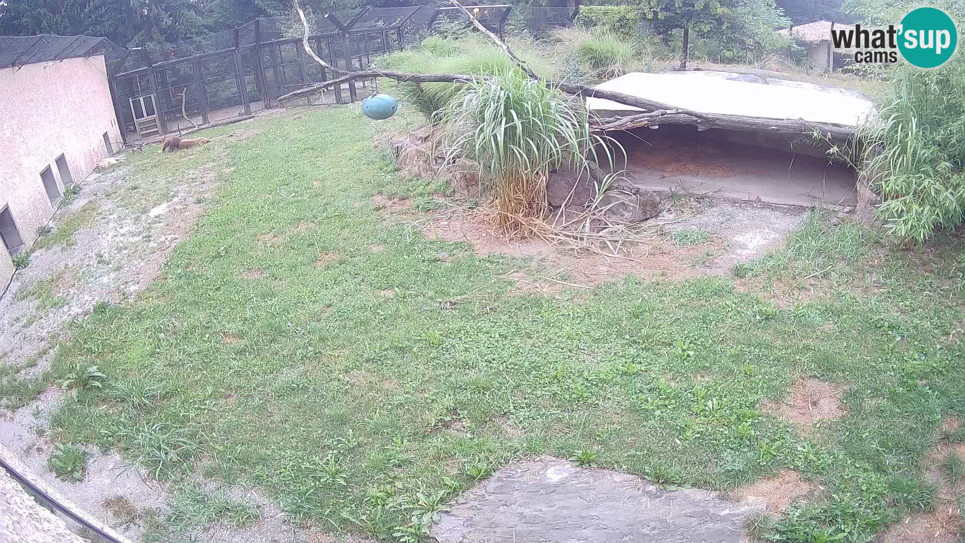 LEVI spletna kamera v živalskem vrtu Ljubljana Zoo