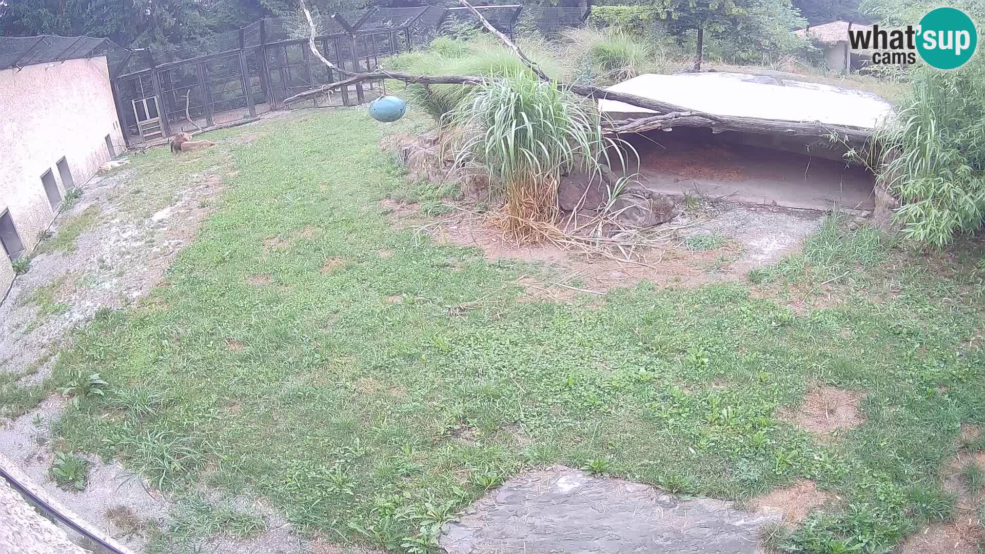 LEVI spletna kamera v živalskem vrtu Ljubljana Zoo