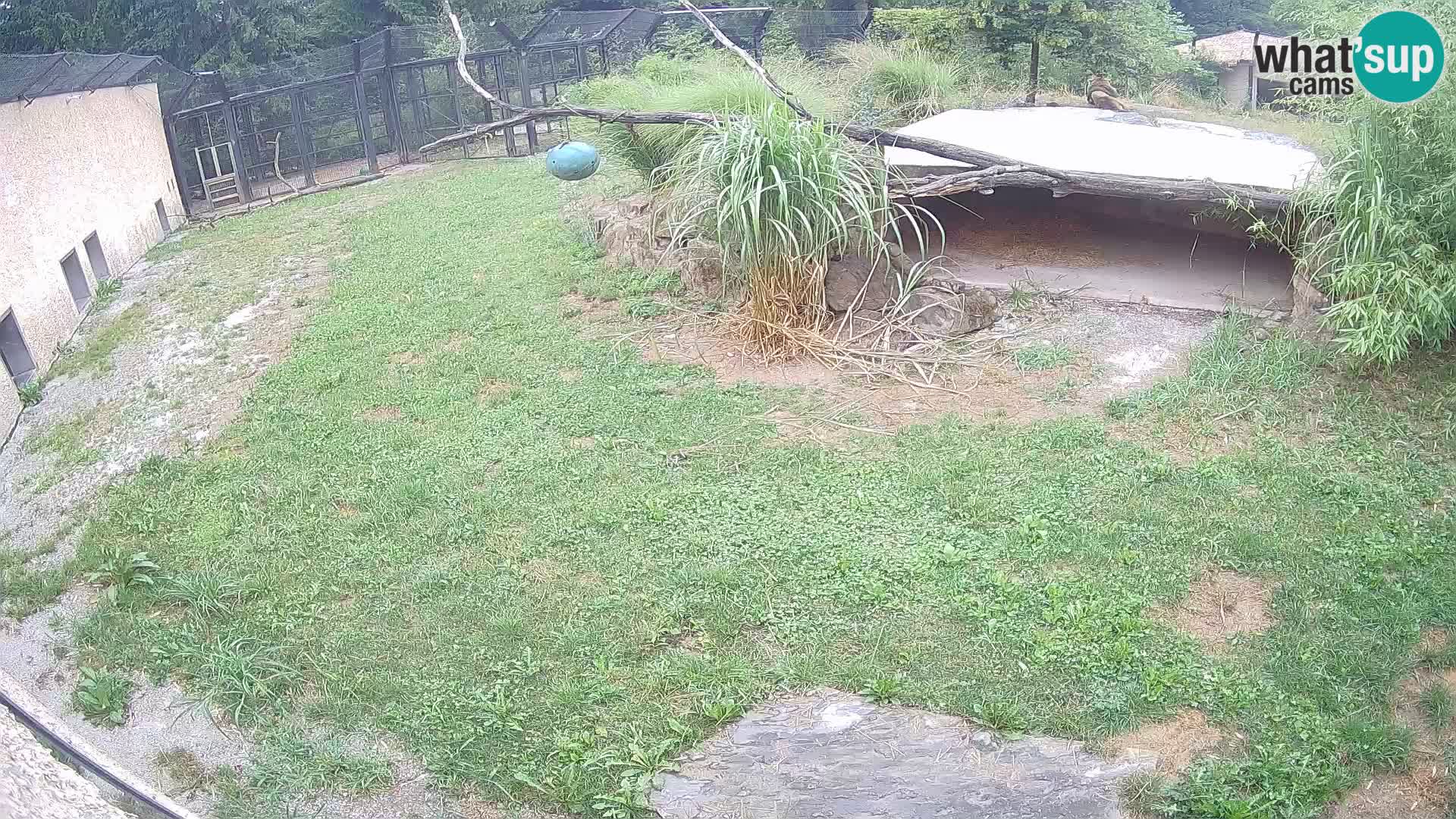 LEVI spletna kamera v živalskem vrtu Ljubljana Zoo