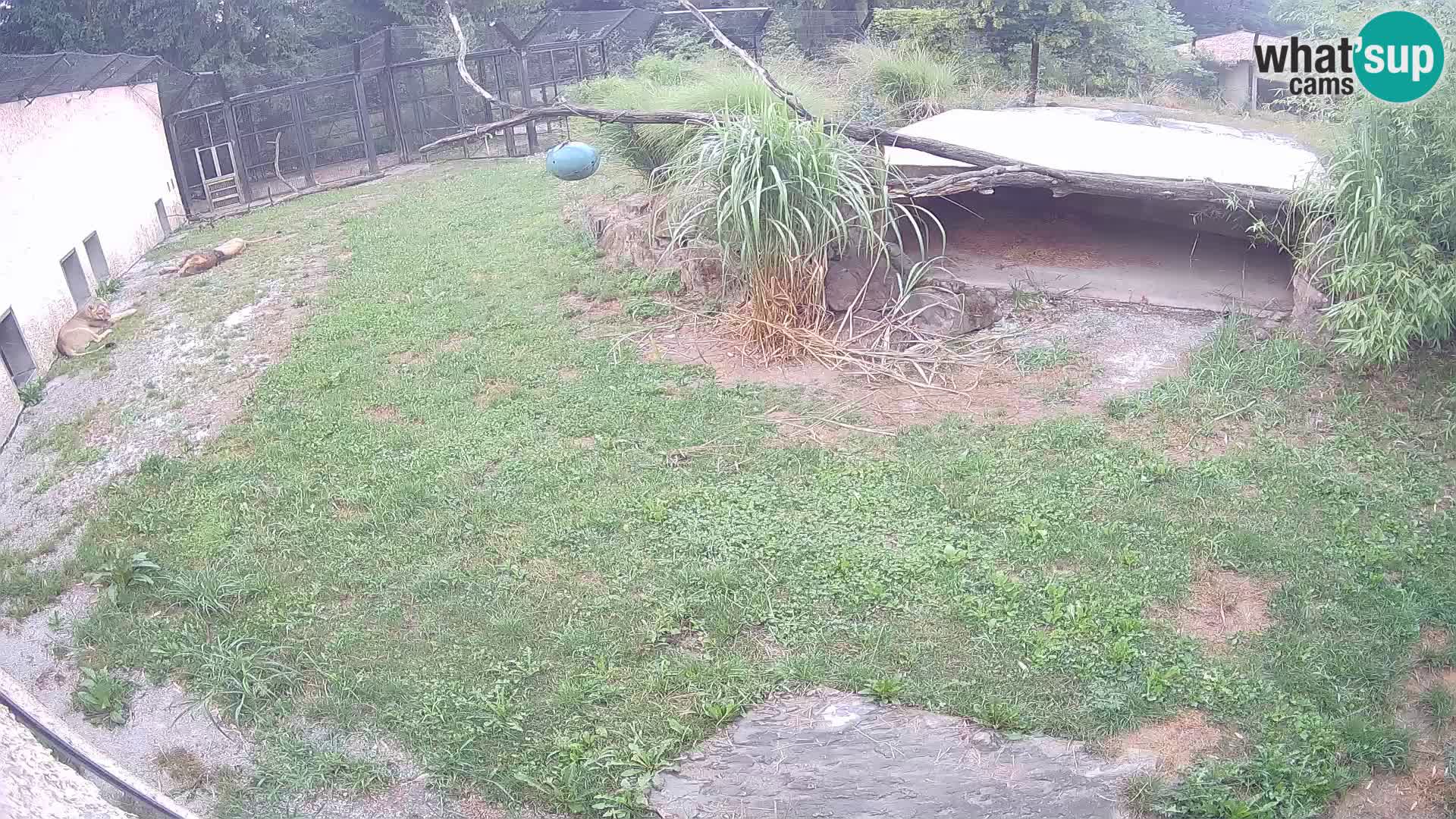 LEONE live Webcam nello zoo di Lubiana – Slovenia