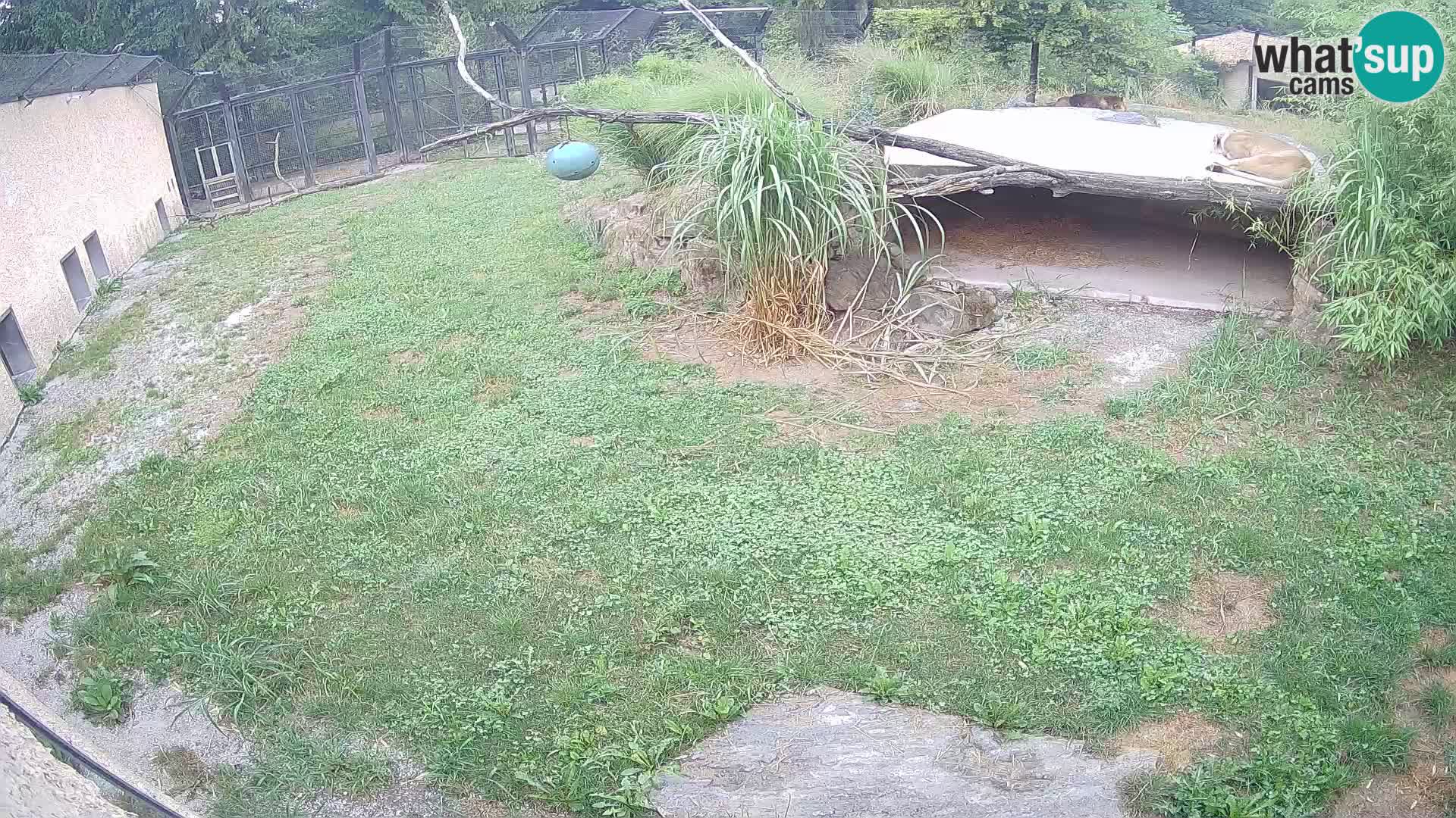 LEVI spletna kamera v živalskem vrtu Ljubljana Zoo