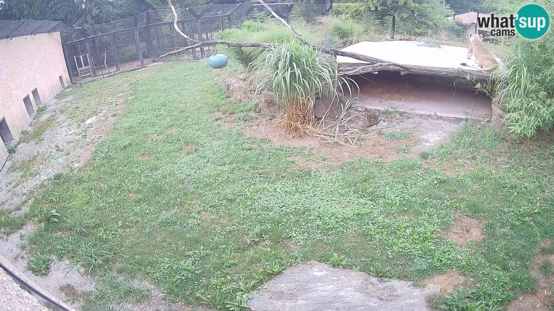 Lavovi web kamera uživo u ljubljanskom zoološkom vrtu – Slovenija