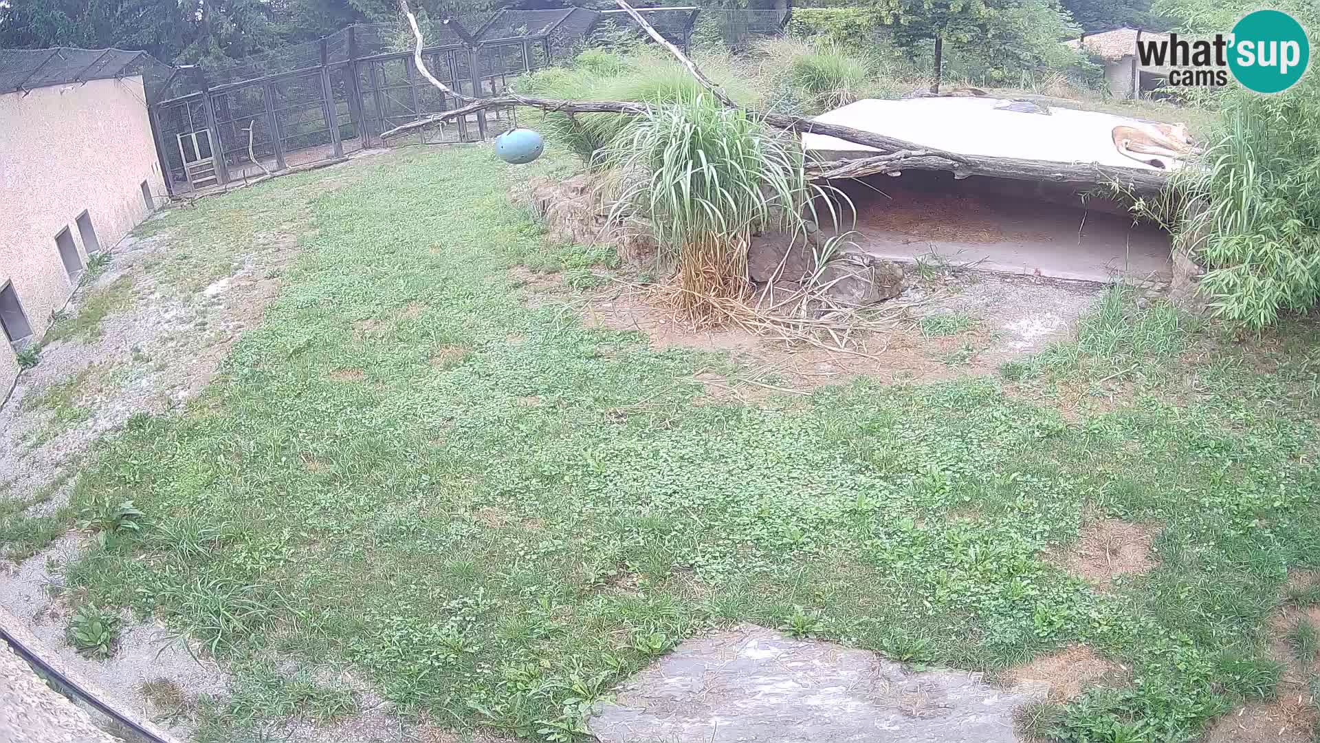 LEONE live Webcam nello zoo di Lubiana – Slovenia