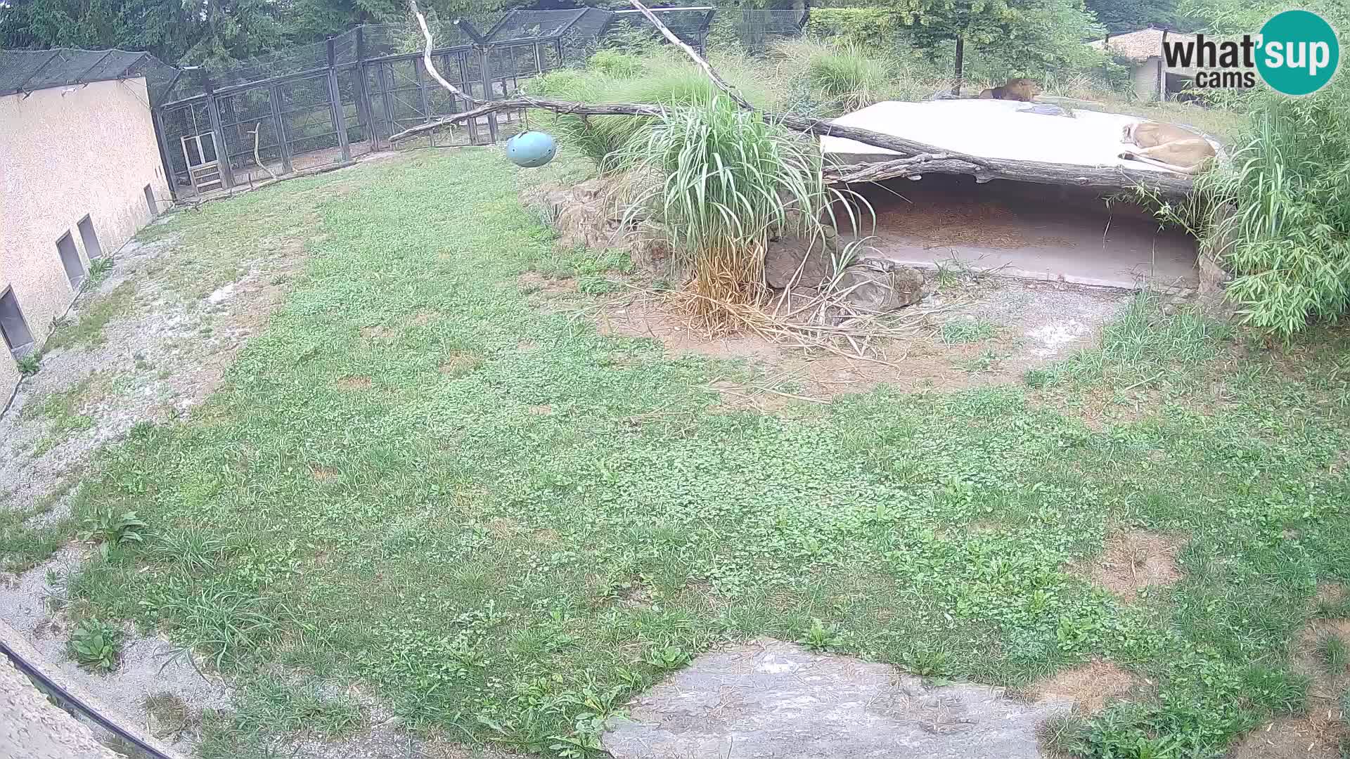 Löwe live Webcam im Zoo von Ljubljana – Slowenien
