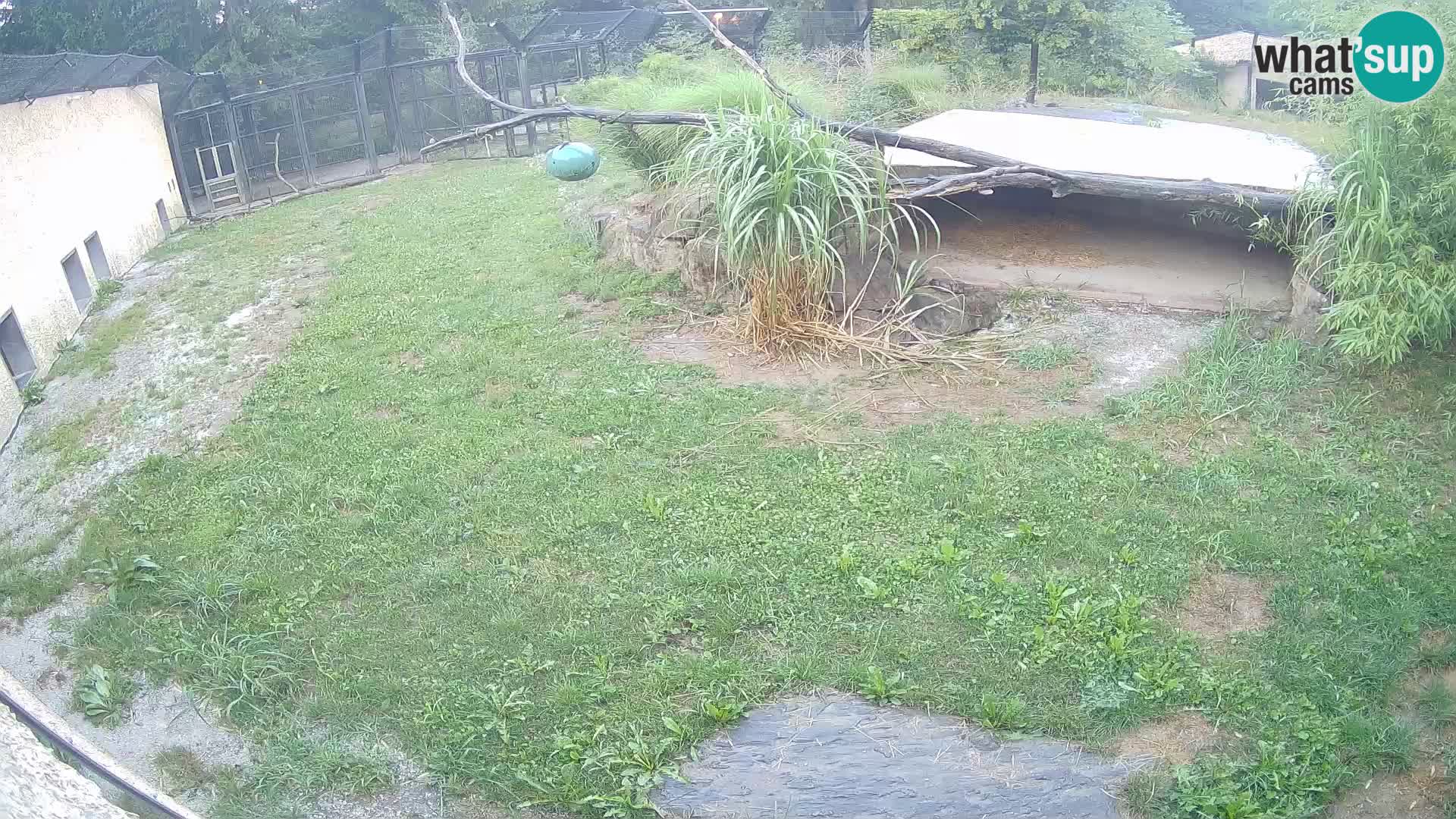 Löwe live Webcam im Zoo von Ljubljana – Slowenien