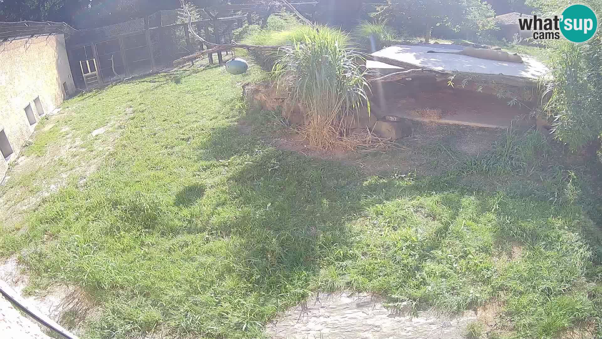 Löwe live Webcam im Zoo von Ljubljana – Slowenien