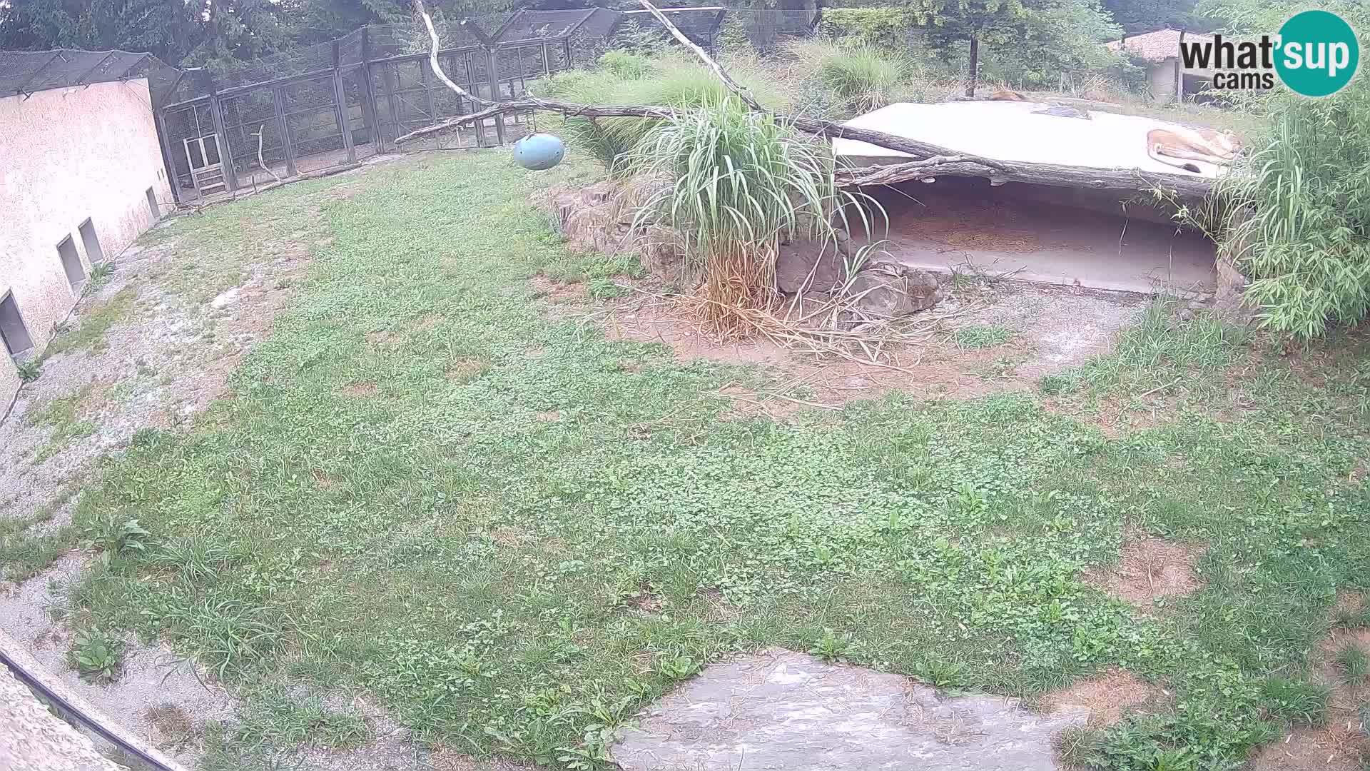 Löwe live Webcam im Zoo von Ljubljana – Slowenien