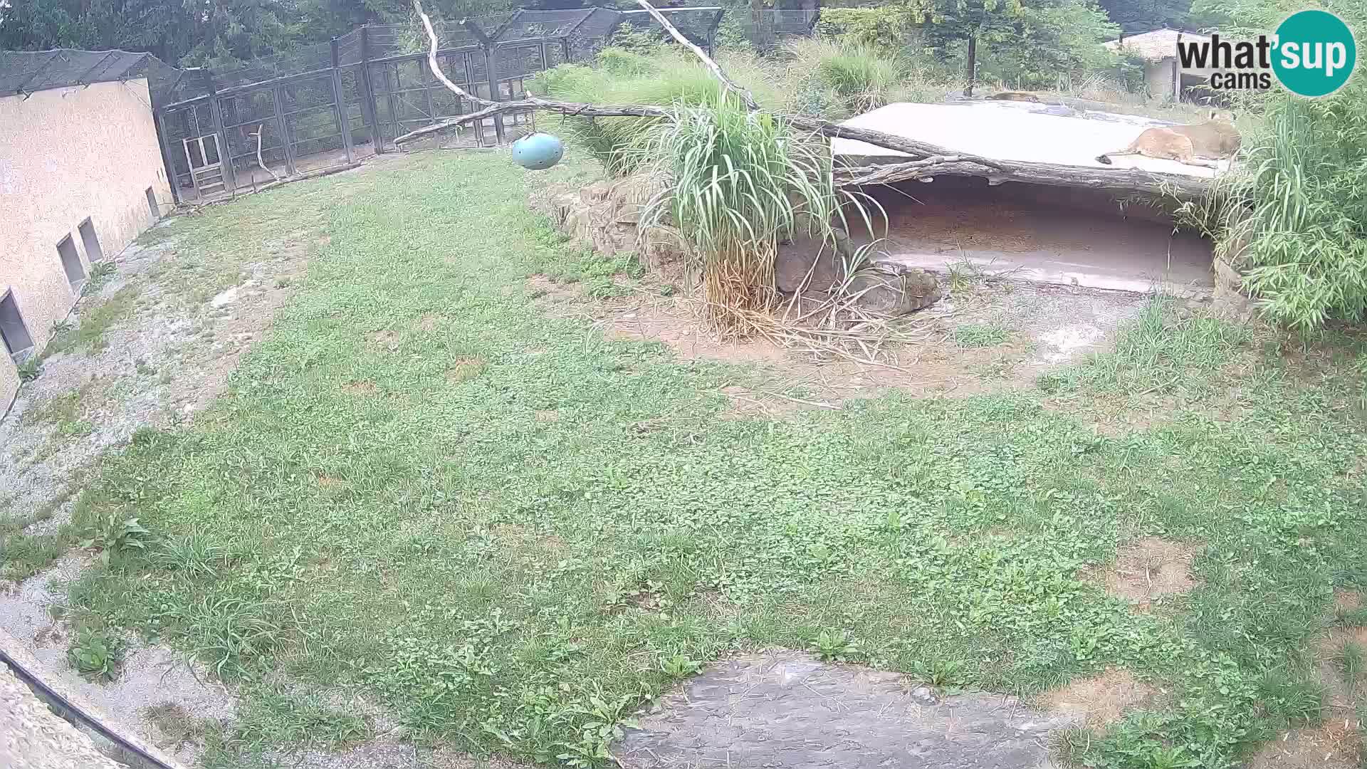 LION webcam en direct du zoo de Ljubljana – Slovénie