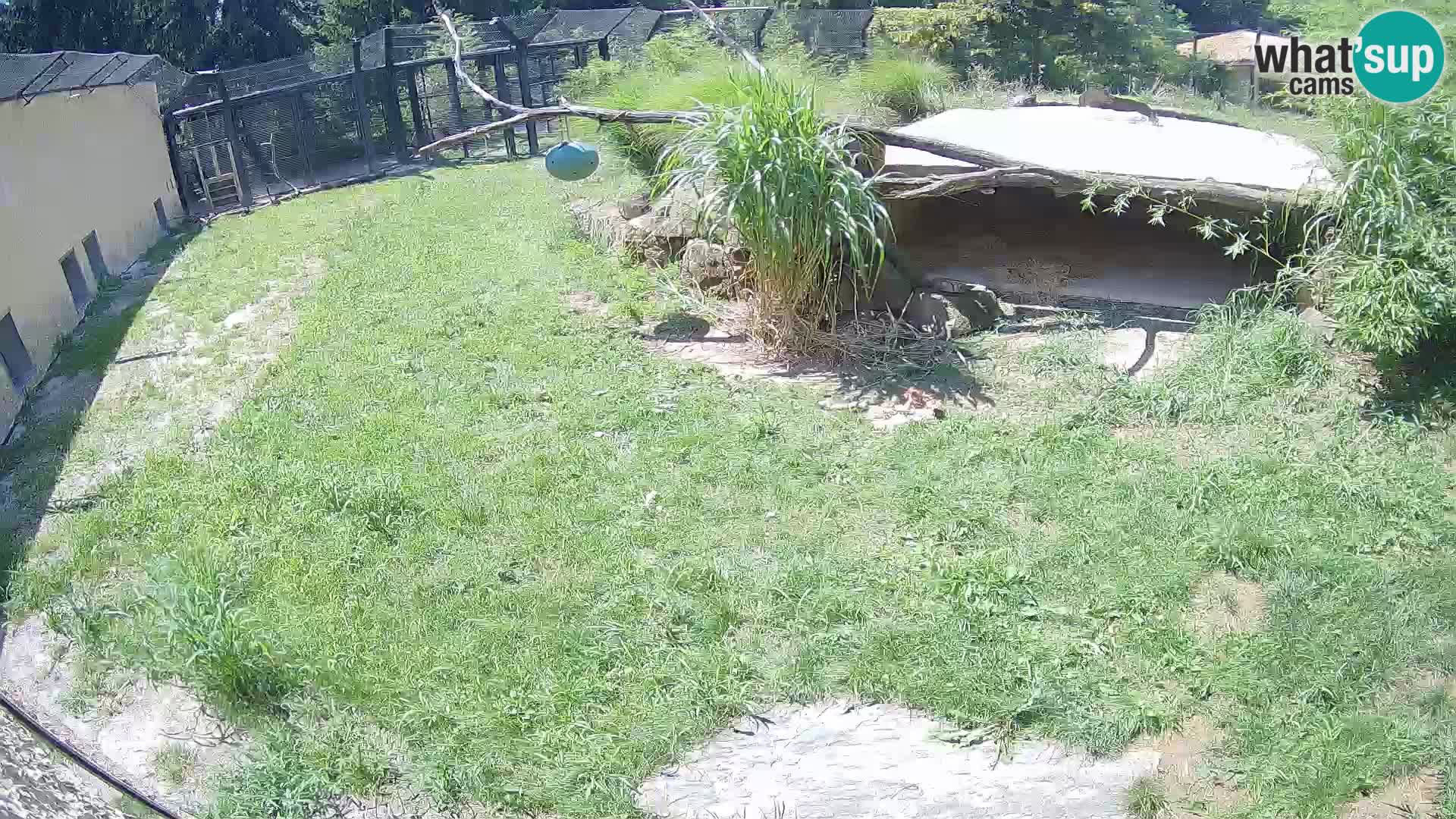 LEON Webcam en vivo en Ljubljana Zoo – Eslovenia