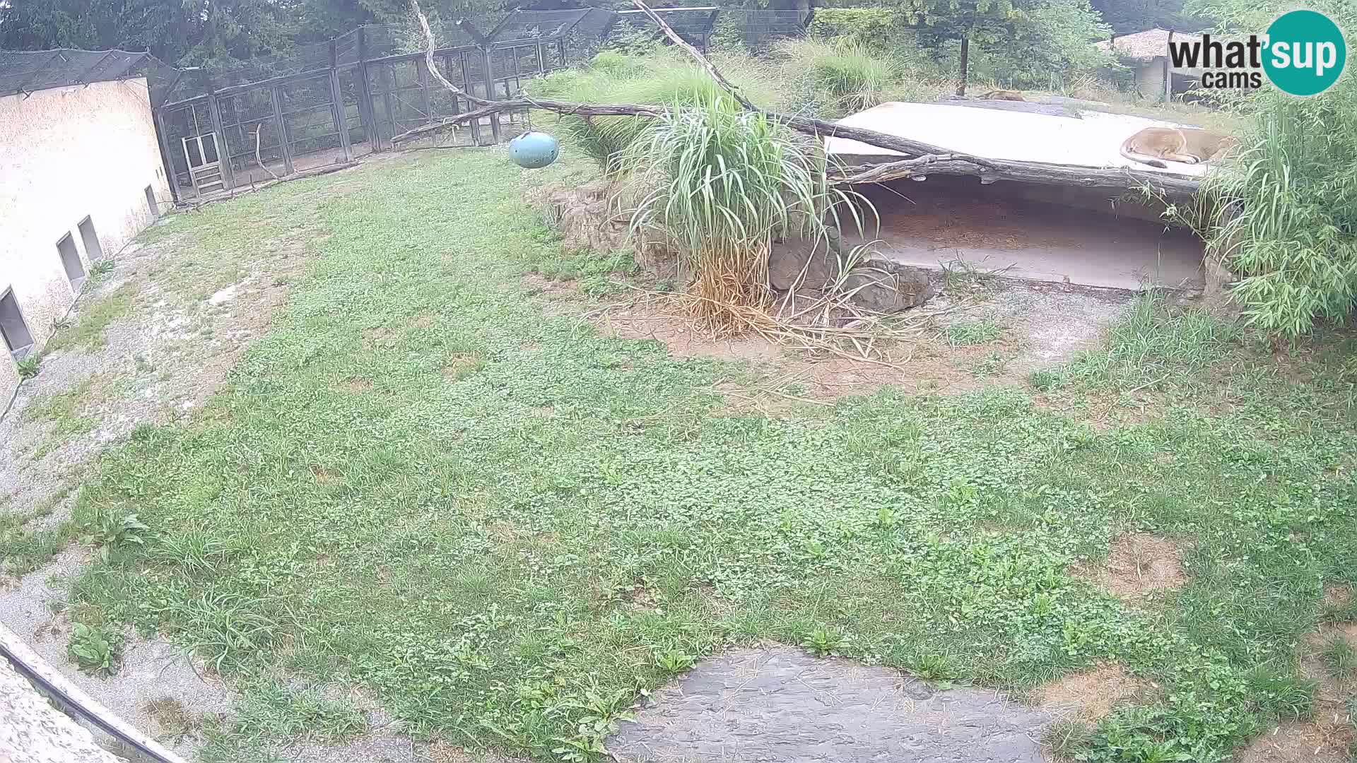 LEON Webcam en vivo en Ljubljana Zoo – Eslovenia