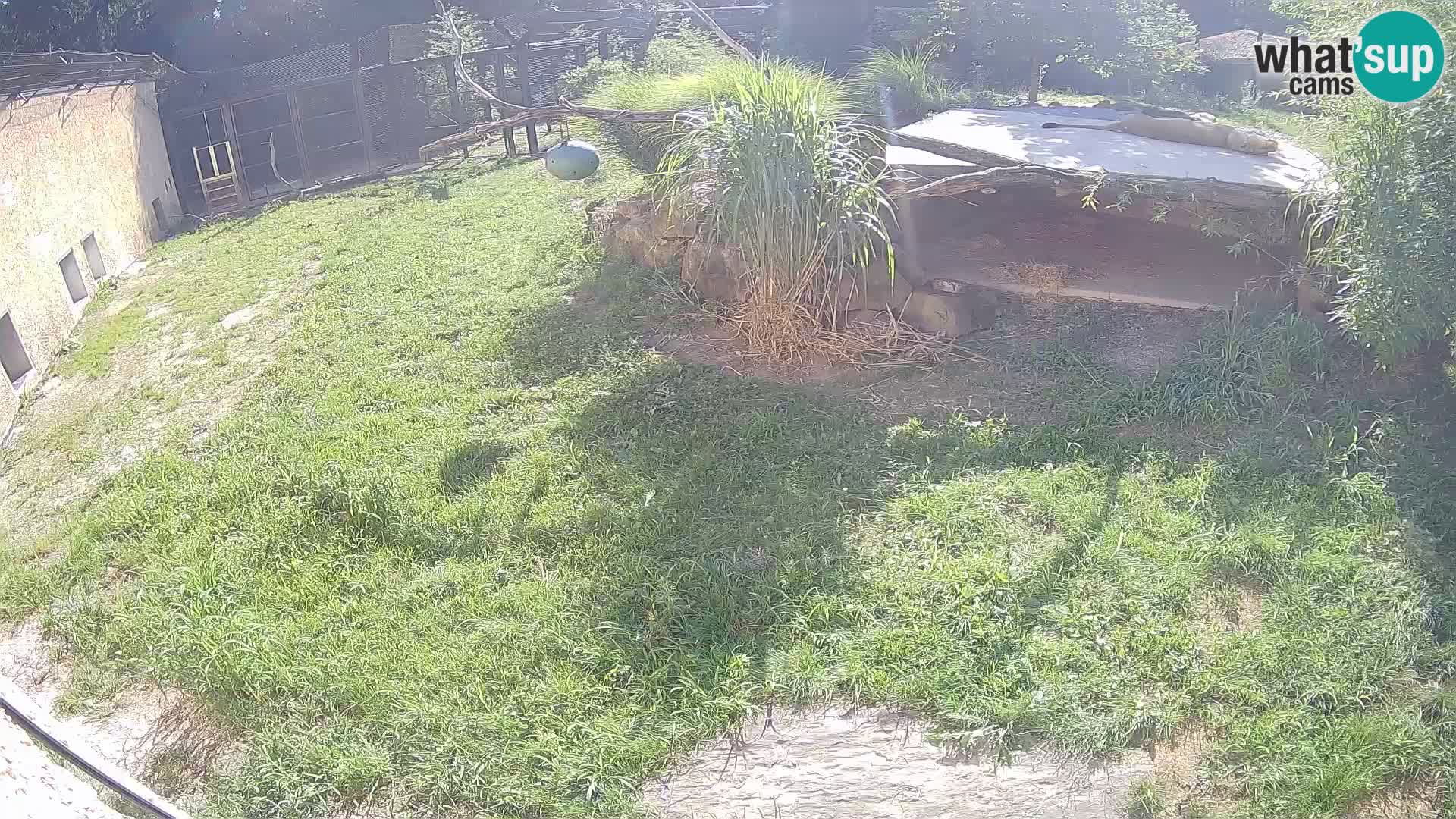 LION live Webcam in Ljubljana Zoo – Slovenia