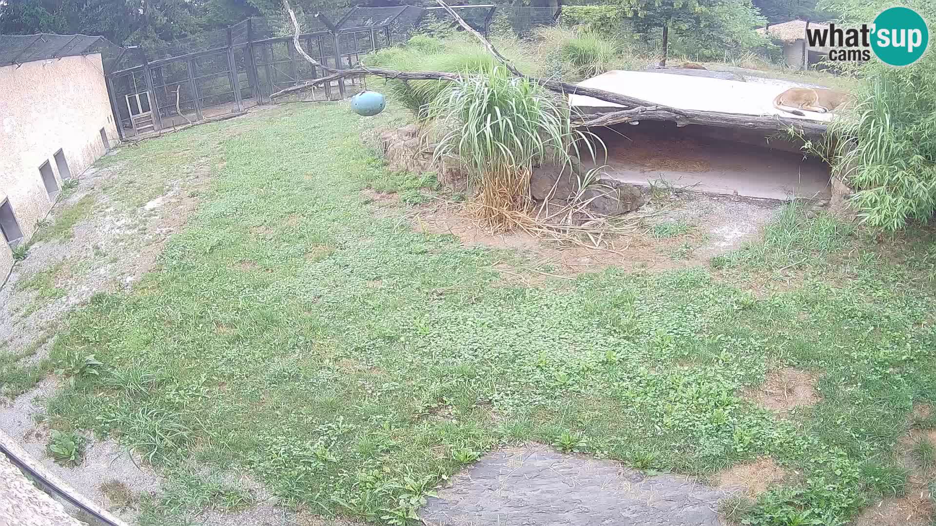 Löwe live Webcam im Zoo von Ljubljana – Slowenien