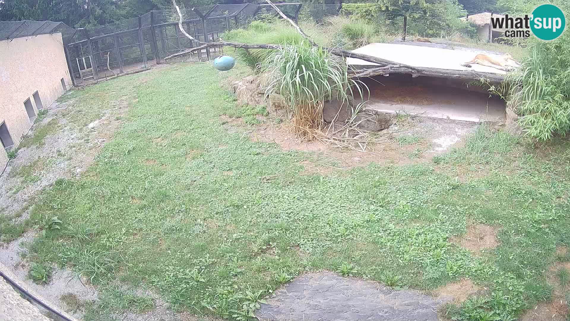 LEON Webcam en vivo en Ljubljana Zoo – Eslovenia