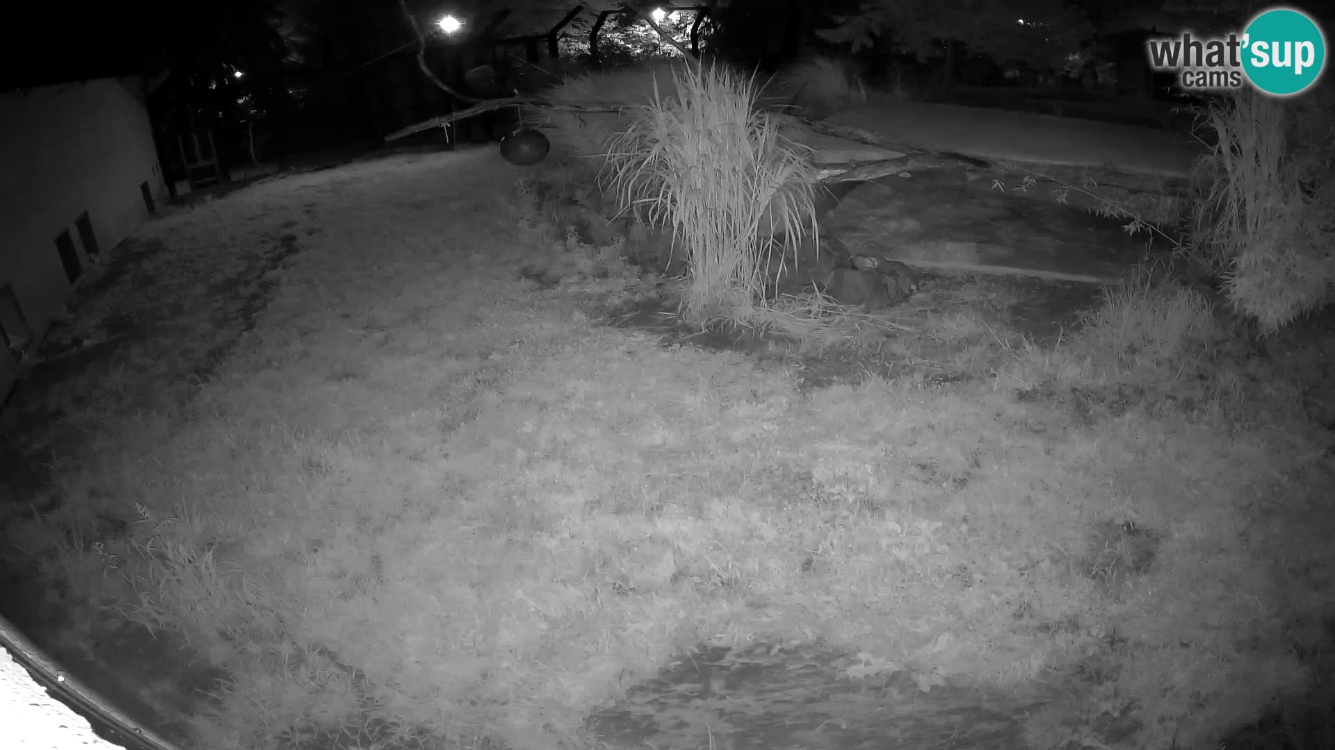LION webcam en direct du zoo de Ljubljana – Slovénie
