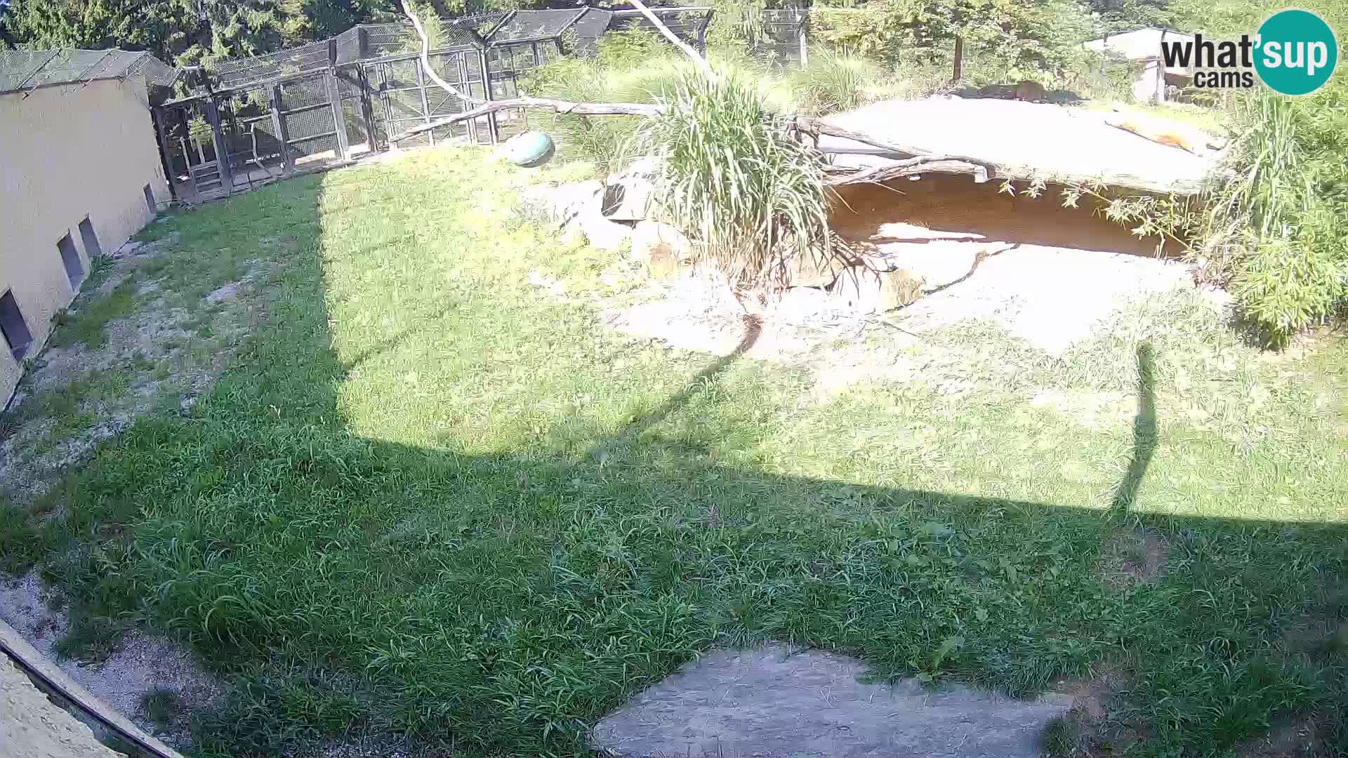 Löwe live Webcam im Zoo von Ljubljana – Slowenien