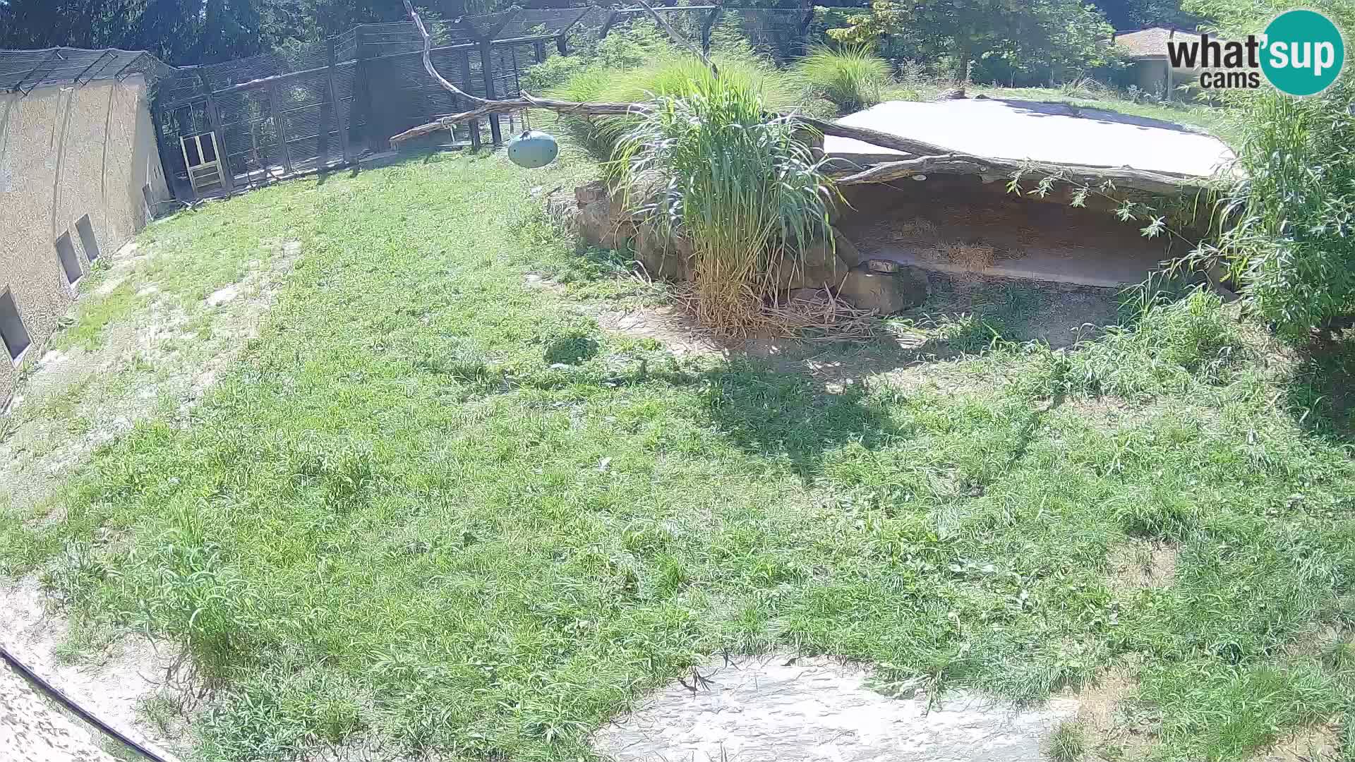 LION live Webcam in Ljubljana Zoo – Slovenia