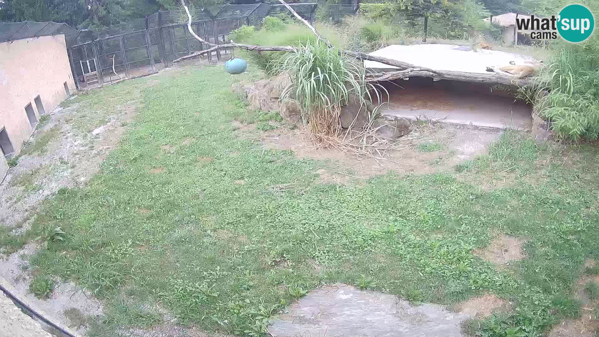 Lavovi web kamera uživo u ljubljanskom zoološkom vrtu – Slovenija