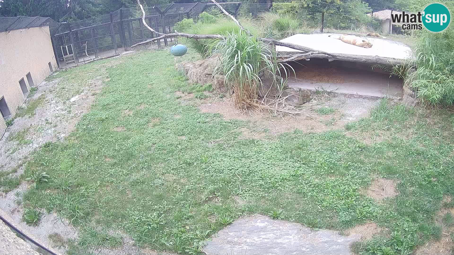 LEVI spletna kamera v živalskem vrtu Ljubljana Zoo