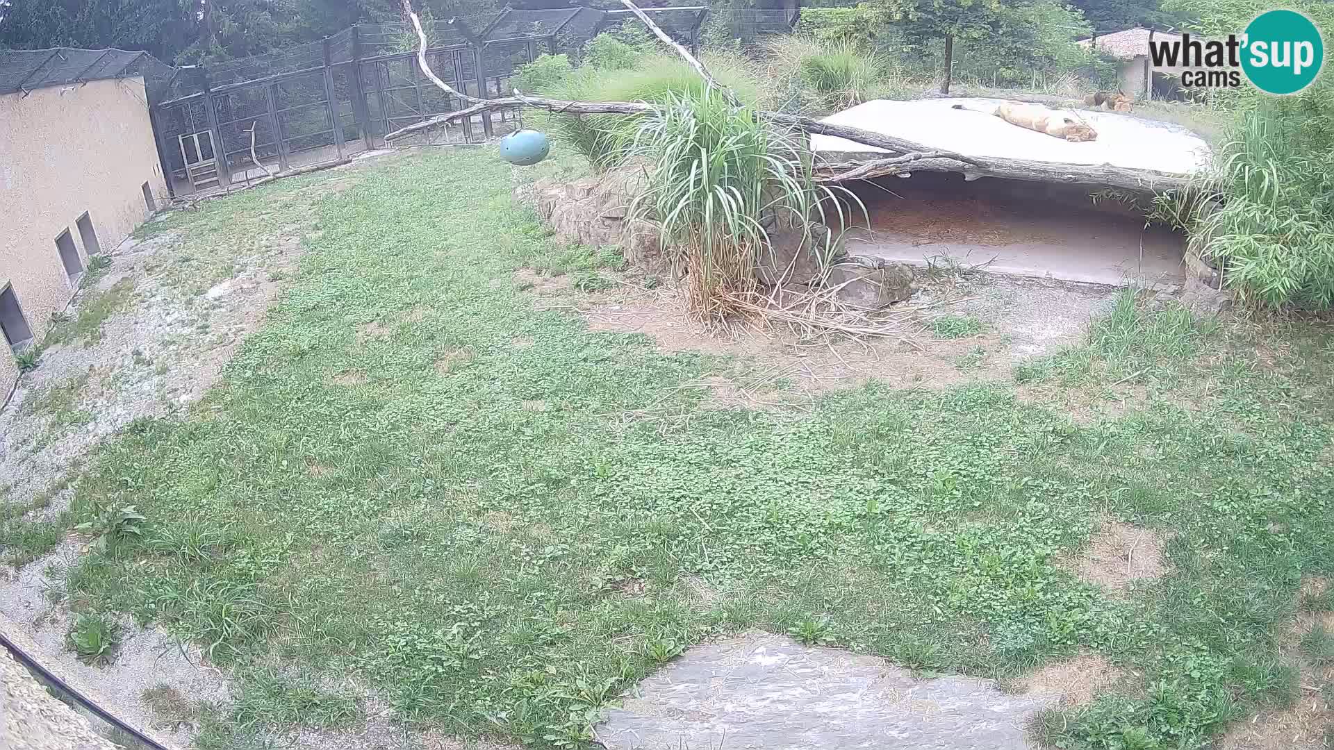 LEONE live Webcam nello zoo di Lubiana – Slovenia