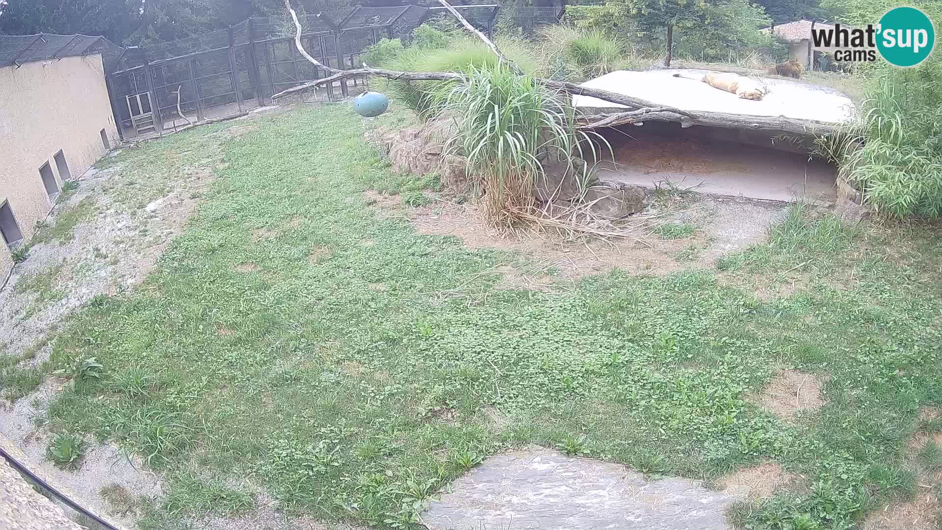 LEONE live Webcam nello zoo di Lubiana – Slovenia