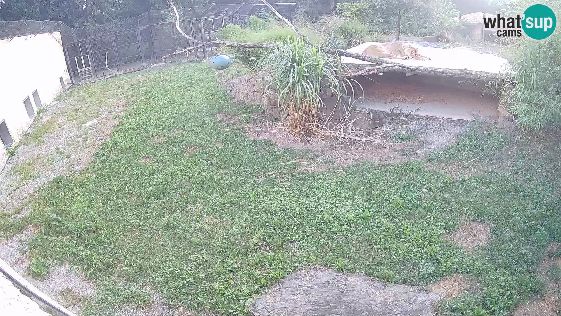 Löwe live Webcam im Zoo von Ljubljana – Slowenien