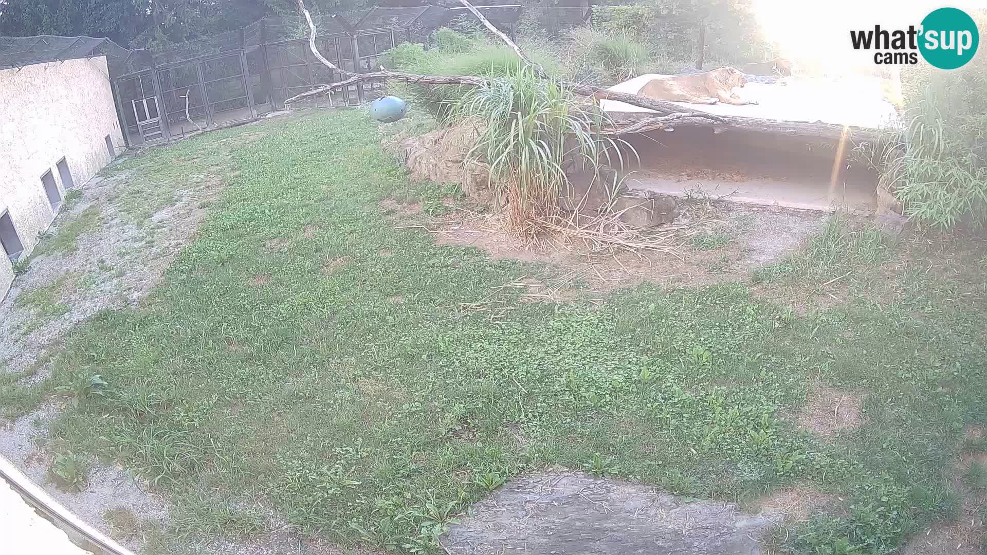 Löwe live Webcam im Zoo von Ljubljana – Slowenien