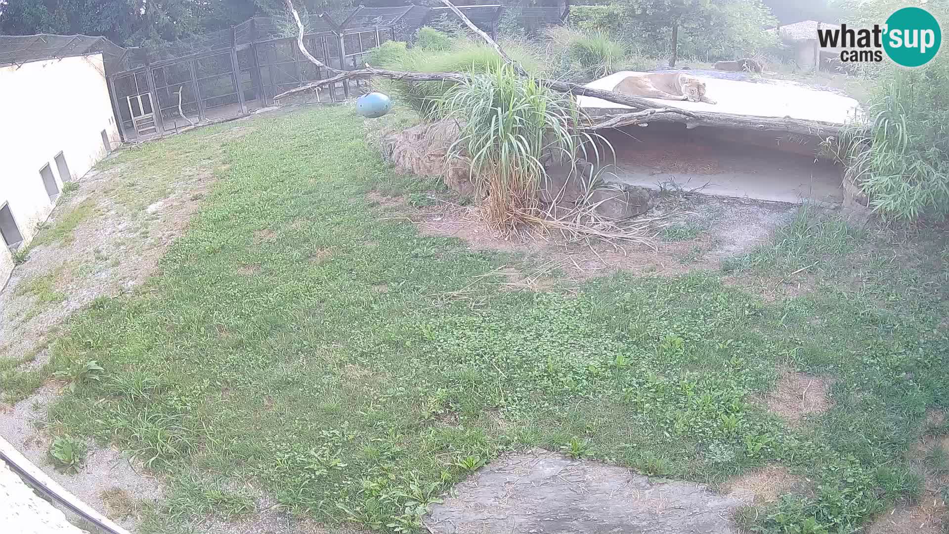 LEON Webcam en vivo en Ljubljana Zoo – Eslovenia