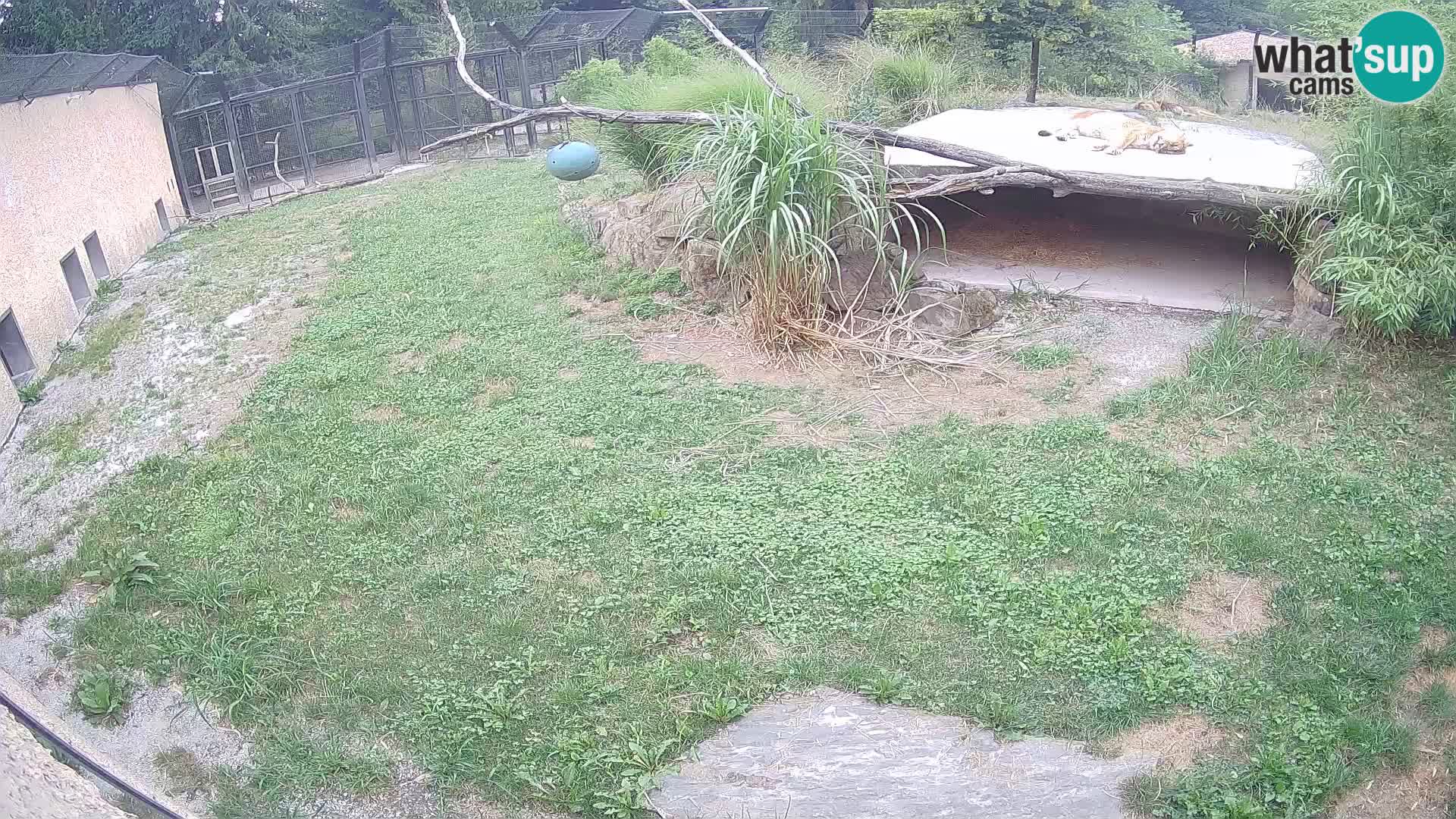 LEONE live Webcam nello zoo di Lubiana – Slovenia