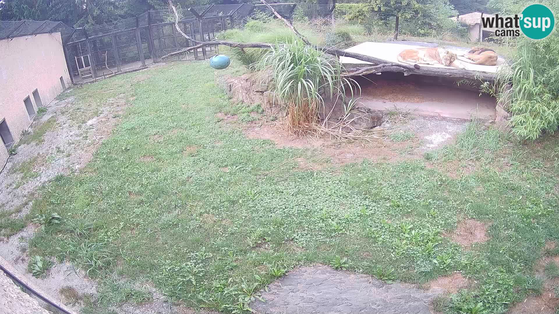 Lavovi web kamera uživo u ljubljanskom zoološkom vrtu – Slovenija