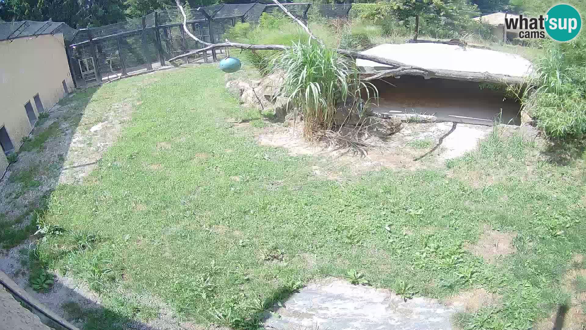 LION webcam en direct du zoo de Ljubljana – Slovénie