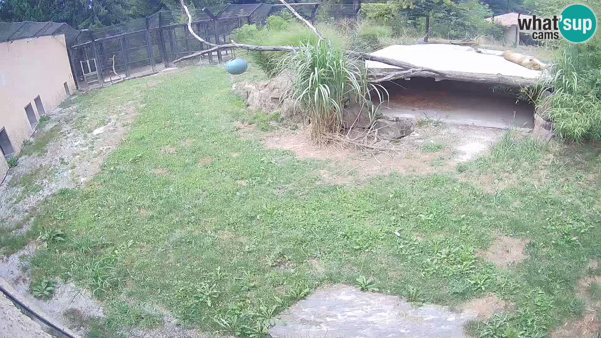 LEON Webcam en vivo en Ljubljana Zoo – Eslovenia