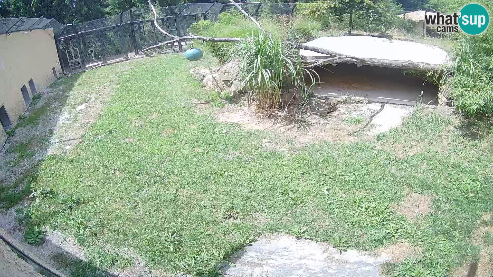 Löwe live Webcam im Zoo von Ljubljana – Slowenien
