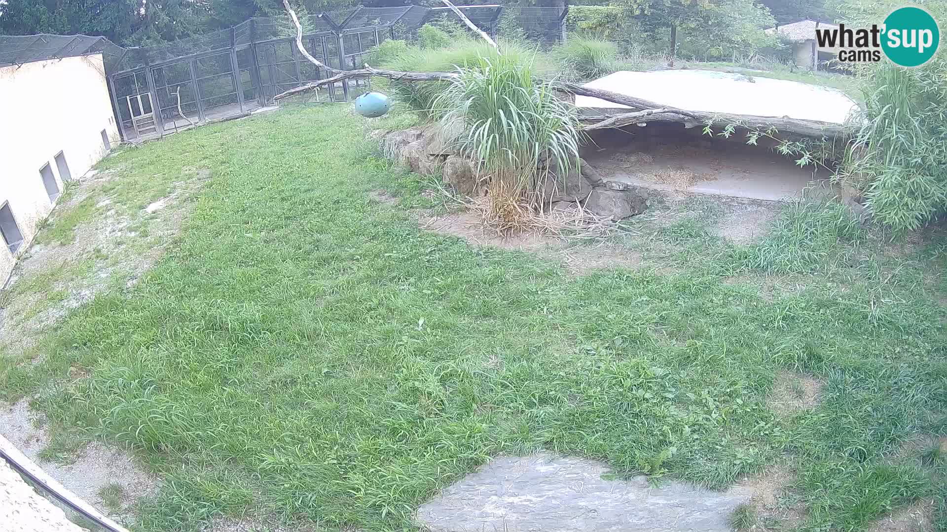 LEONE live Webcam nello zoo di Lubiana – Slovenia