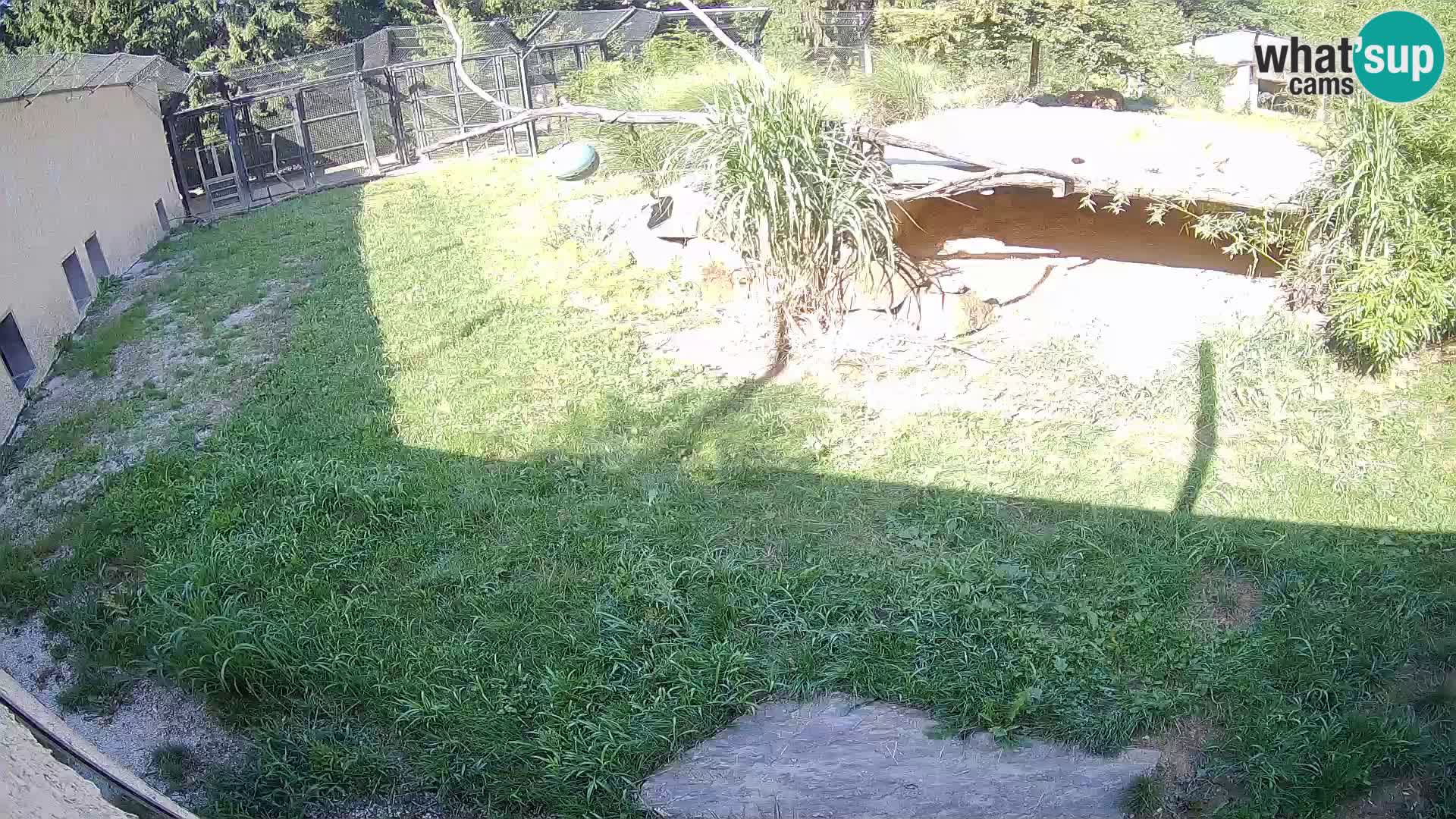 LEON Webcam en vivo en Ljubljana Zoo – Eslovenia