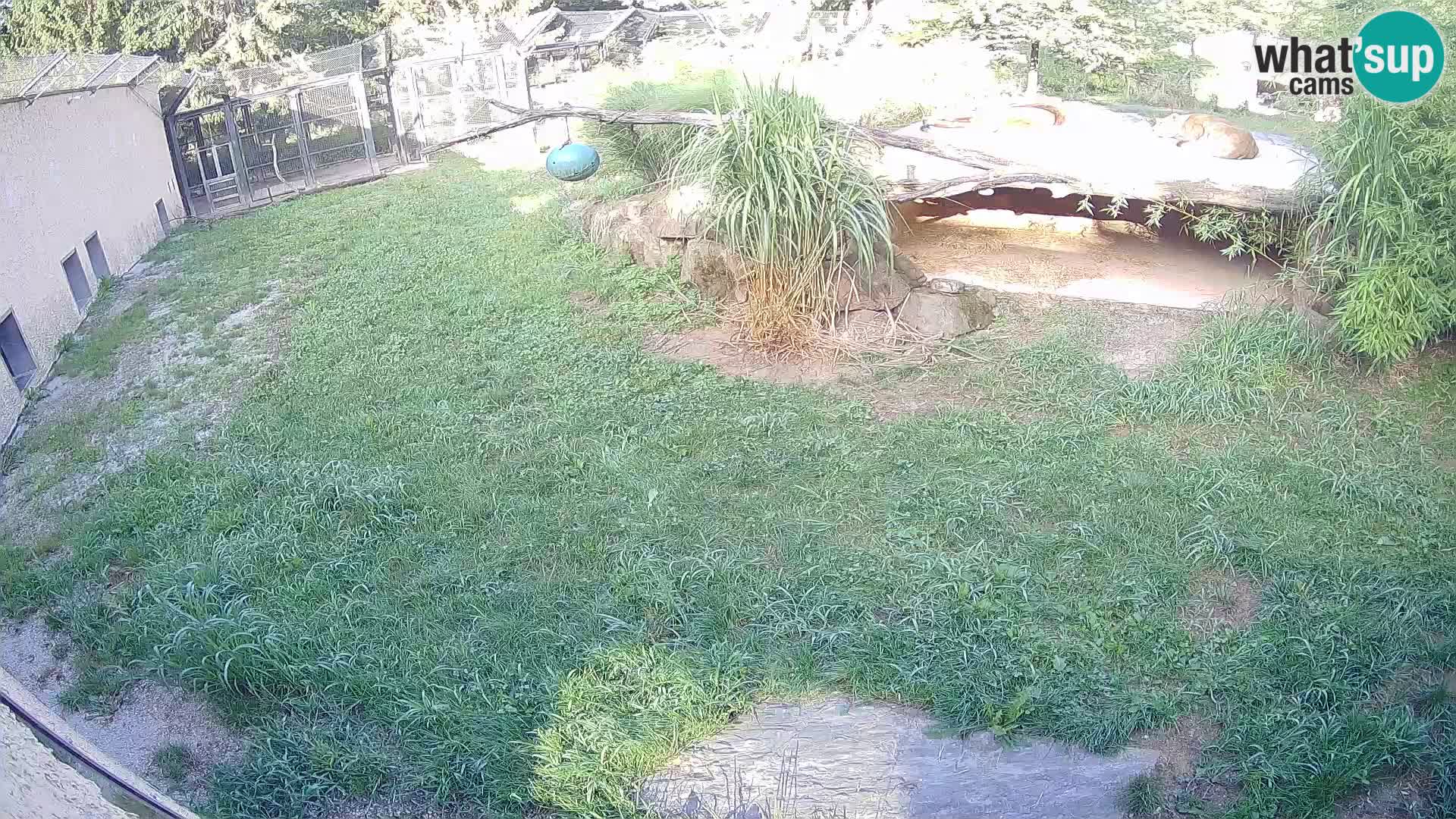 Löwe live Webcam im Zoo von Ljubljana – Slowenien