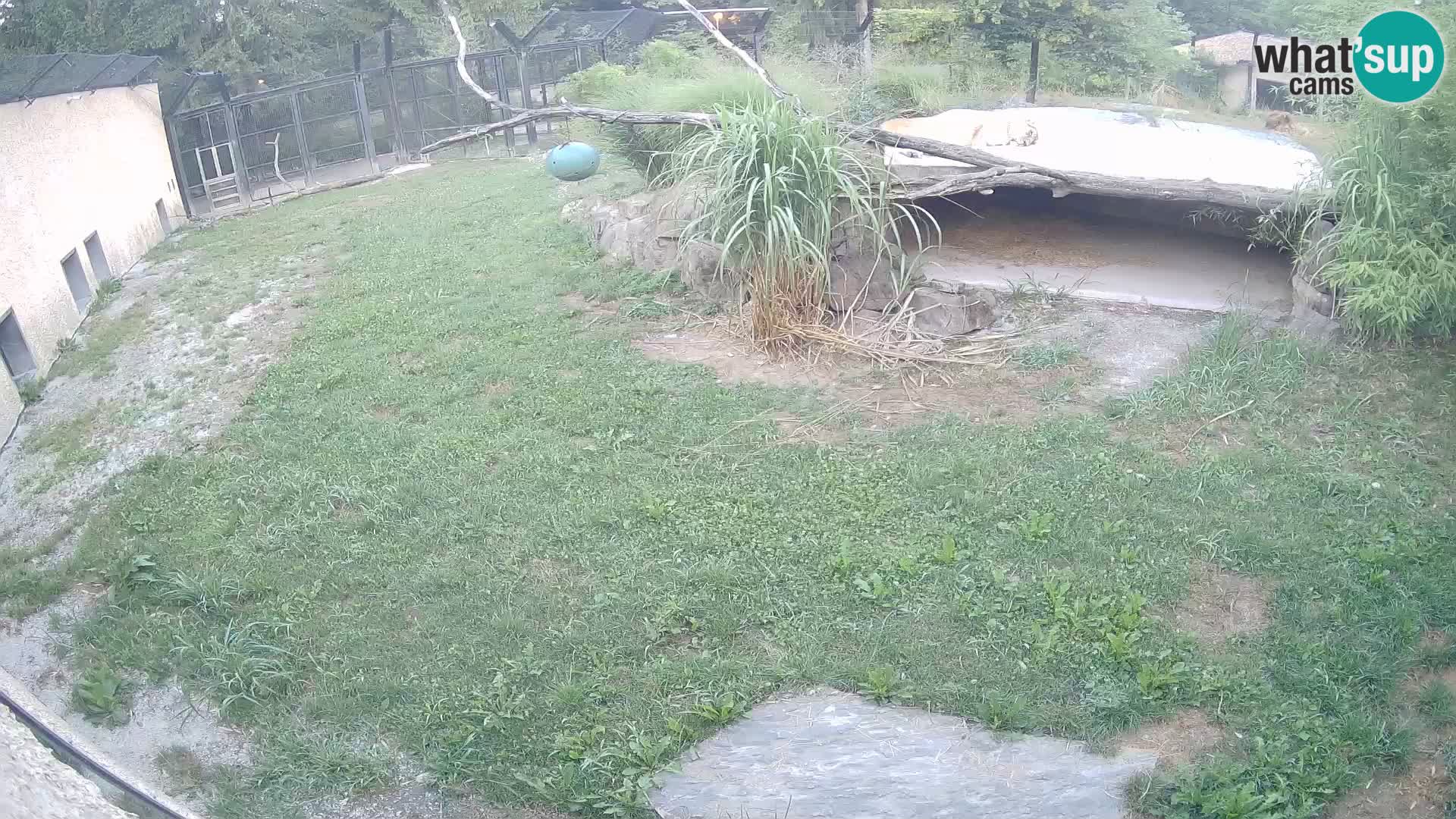 LEONE live Webcam nello zoo di Lubiana – Slovenia